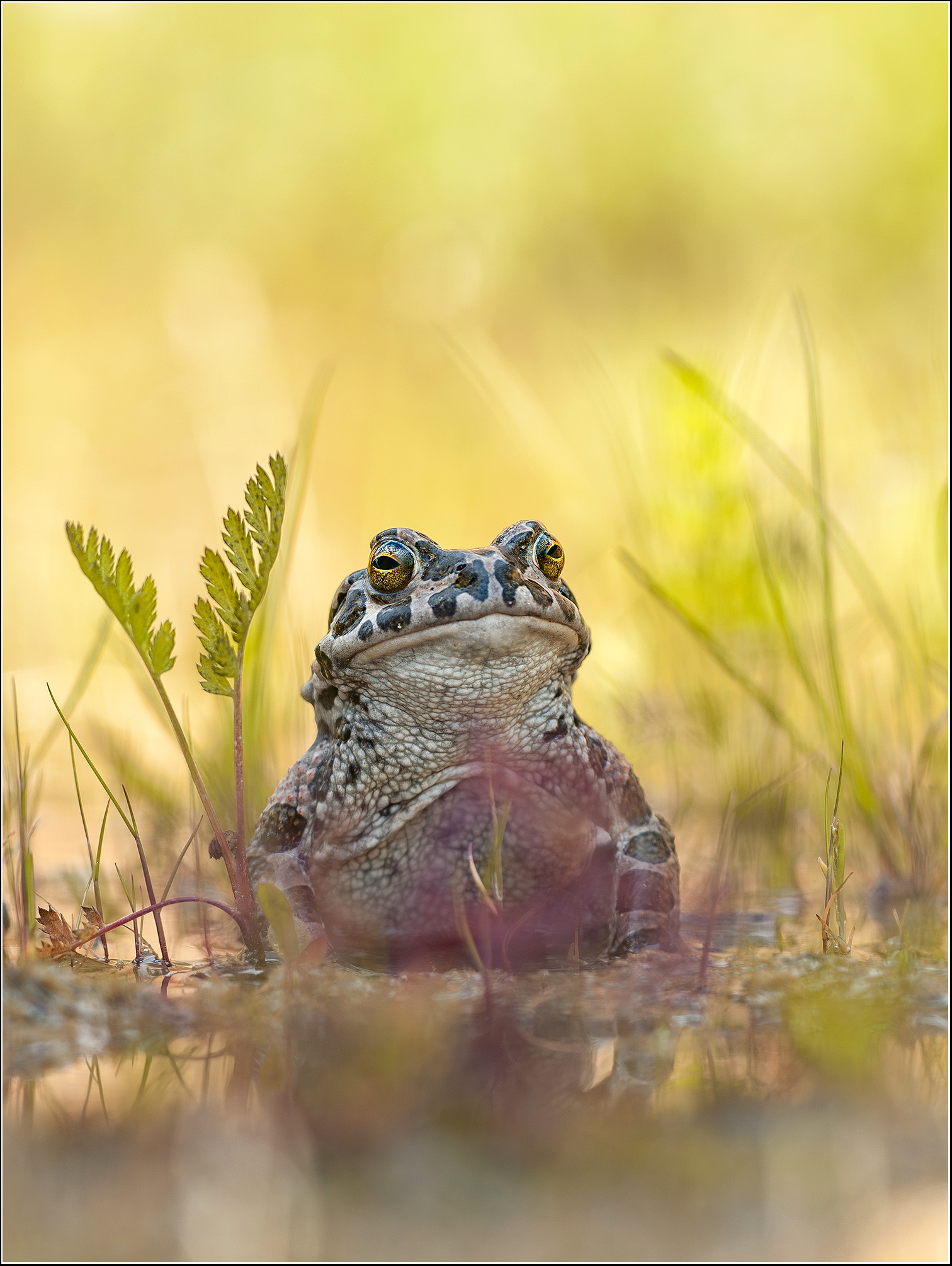 "Flecktarn..."