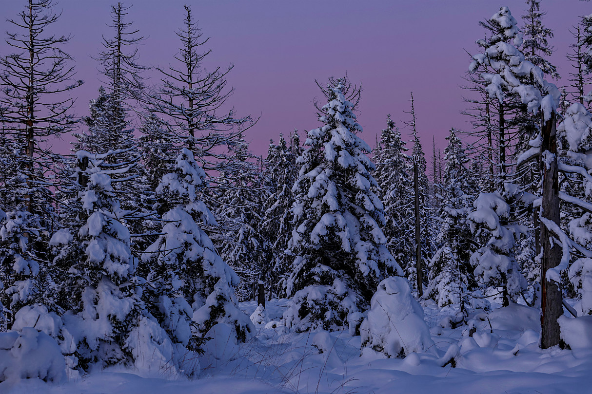 Blaue Stunde im Harz