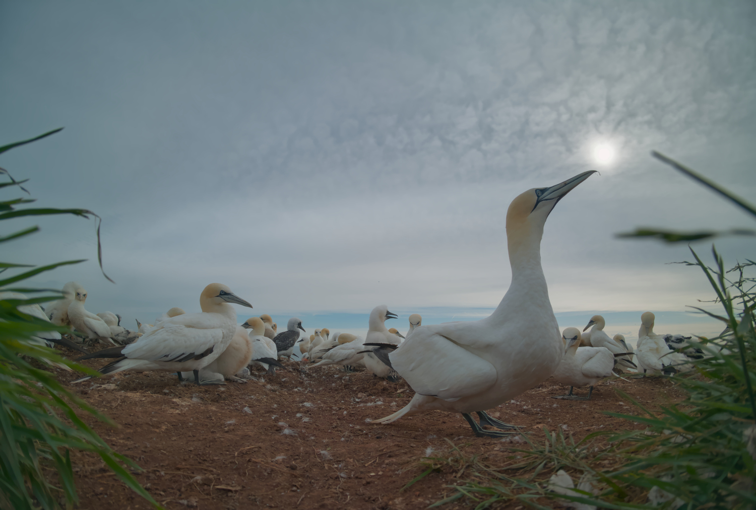 Kolonieleben - überarbeitet