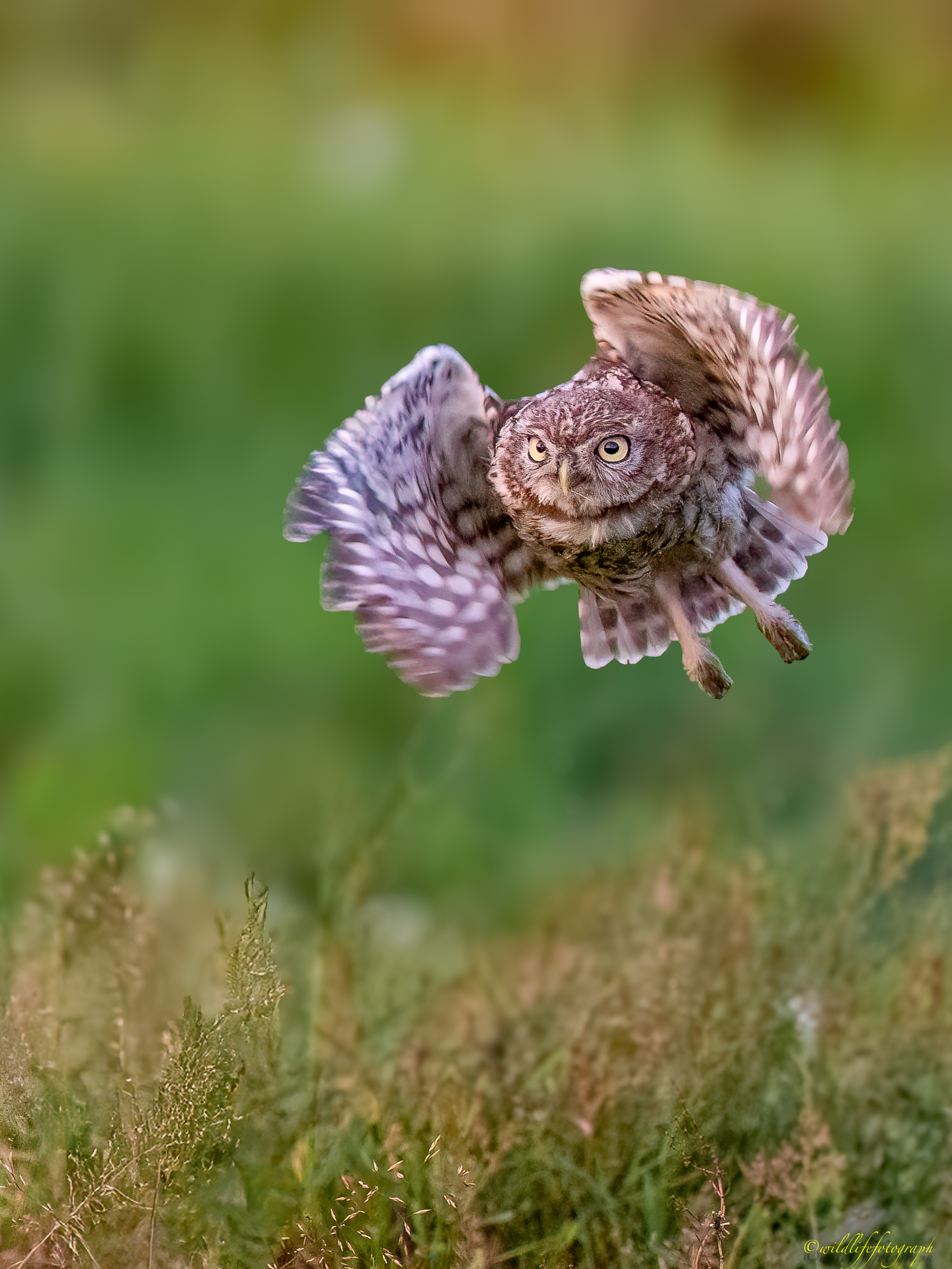 Jungkauz im Anflug
