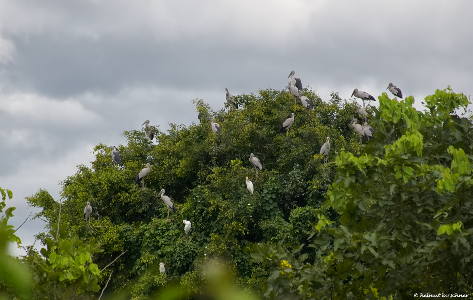 Versammlung der Störche