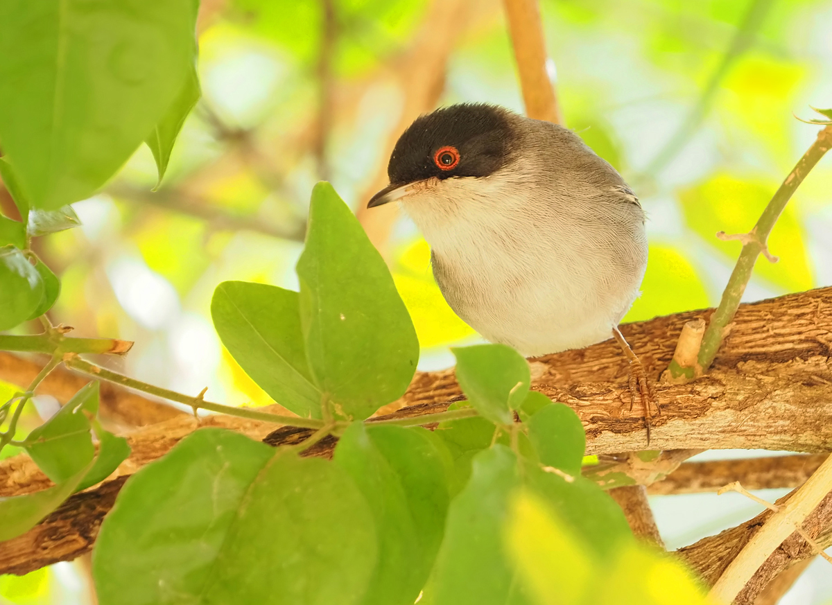 Samtkopf-Grasmücke (Männchen)