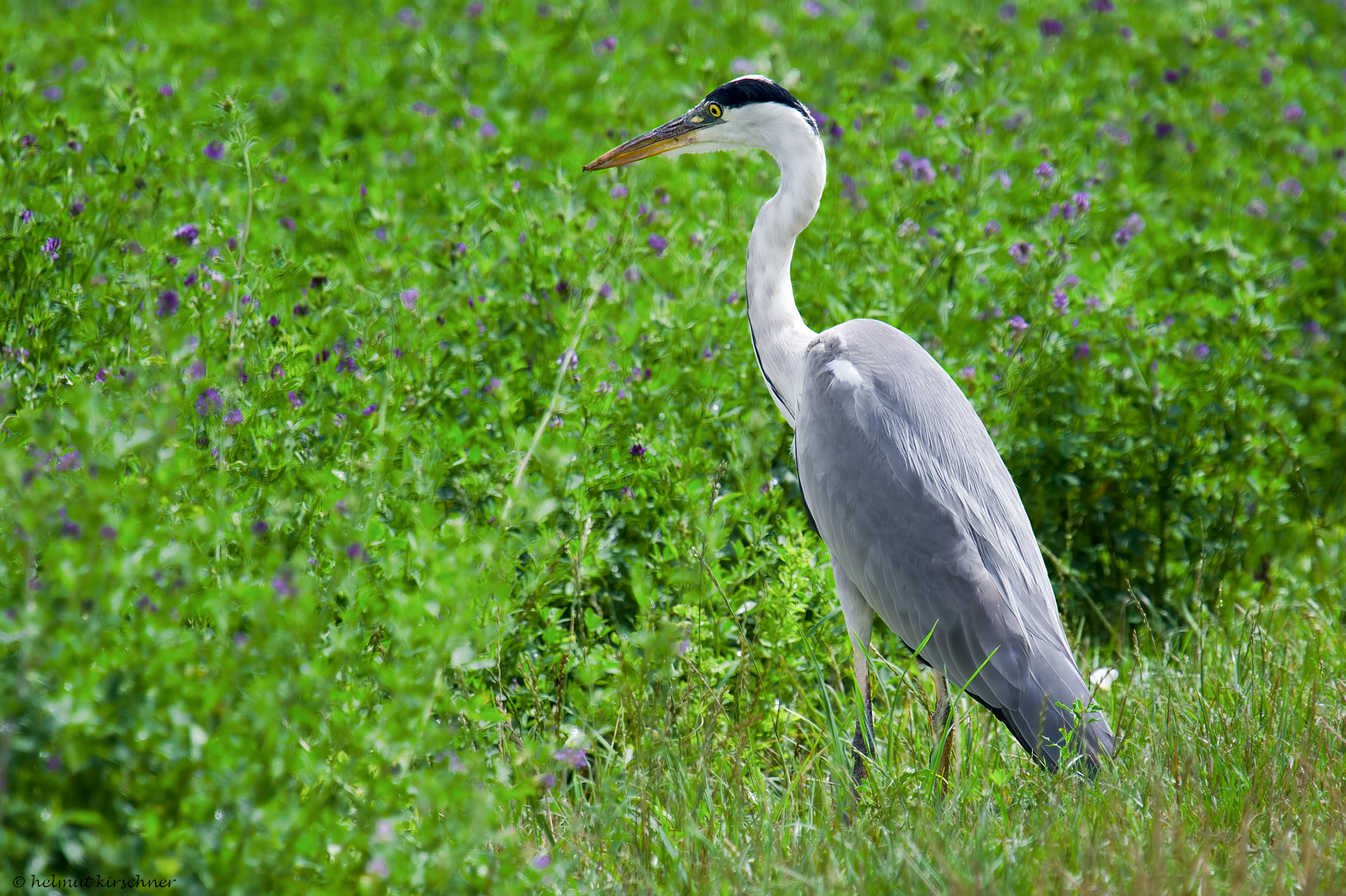 Graureiher auf Nahrungssuche