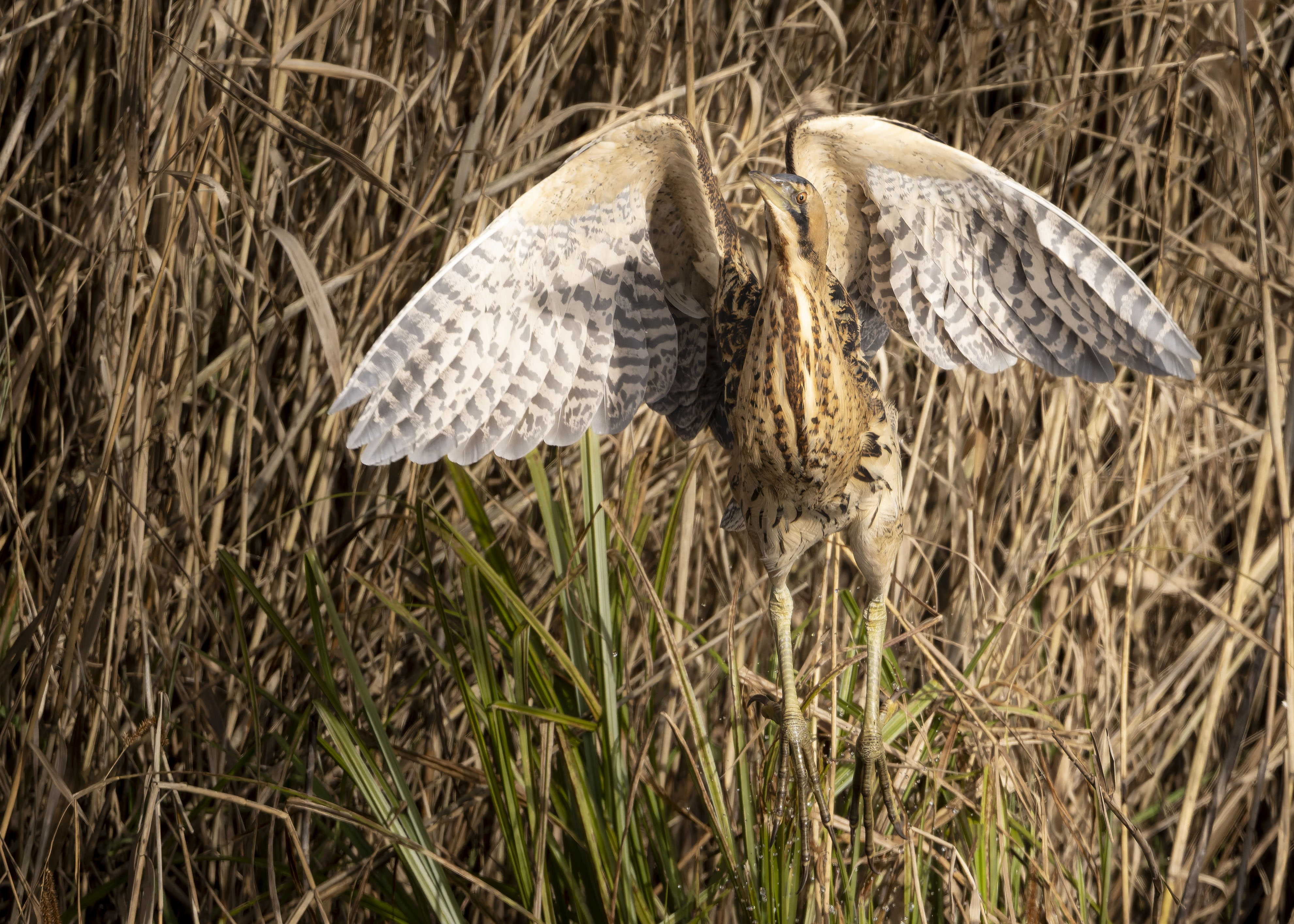 Start der Rohrdommel