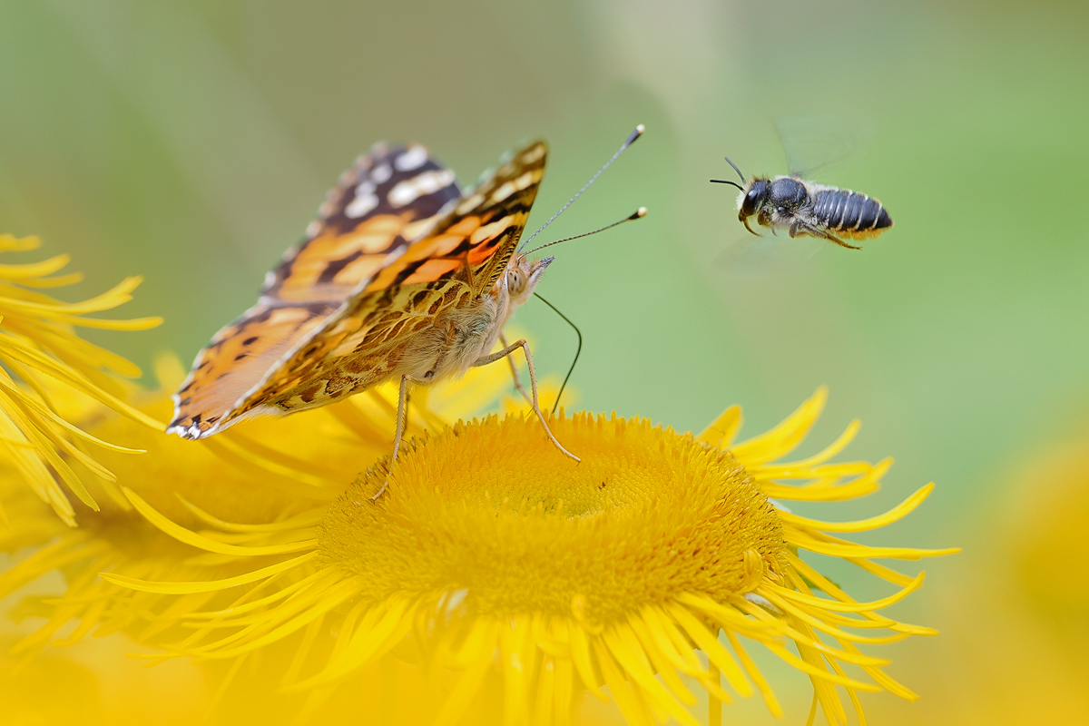 Passend zu Michaels (Scharf) schönem Distelfalter Bild