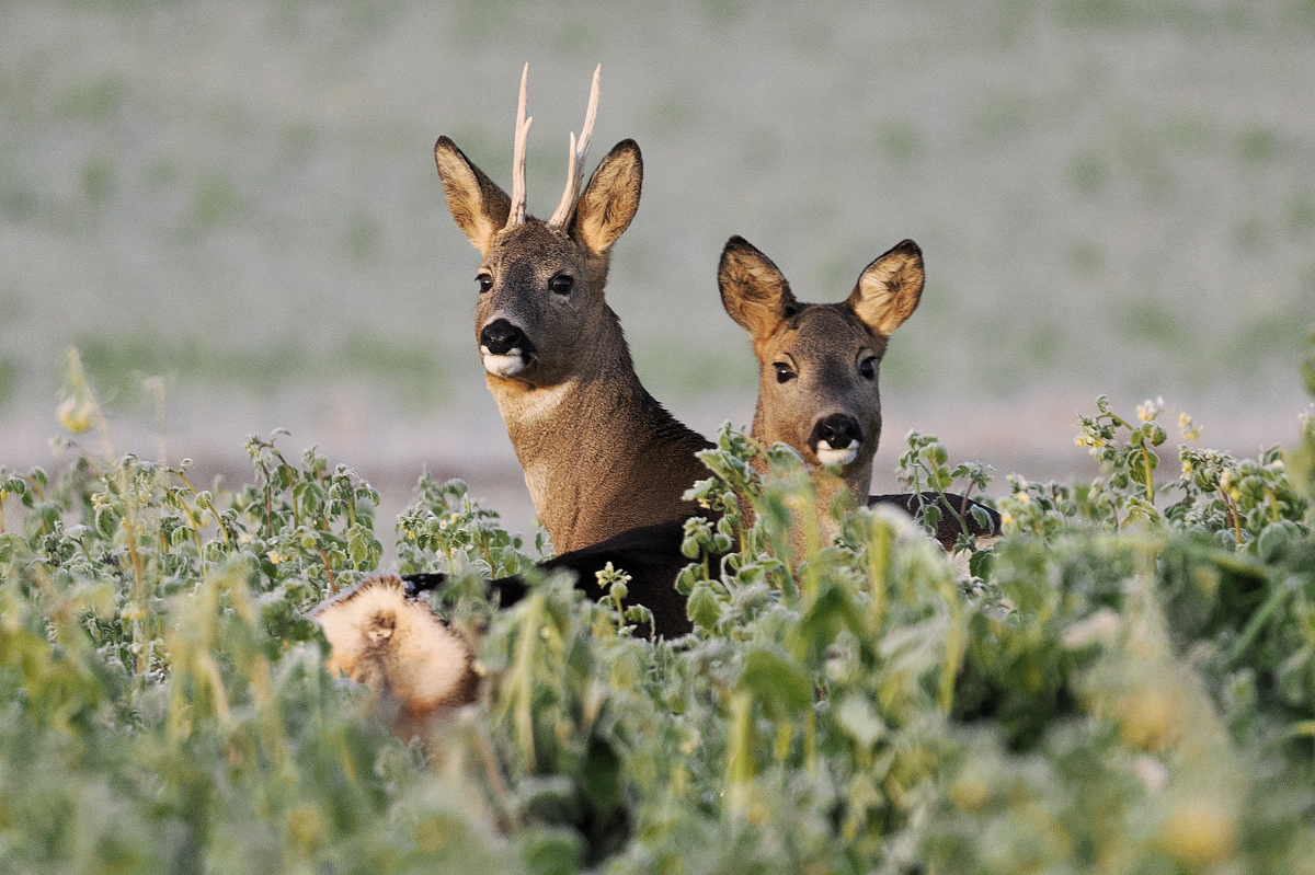 Rehwild
