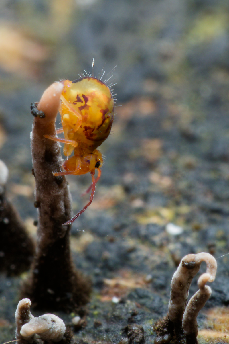 Heute im Kletterwald