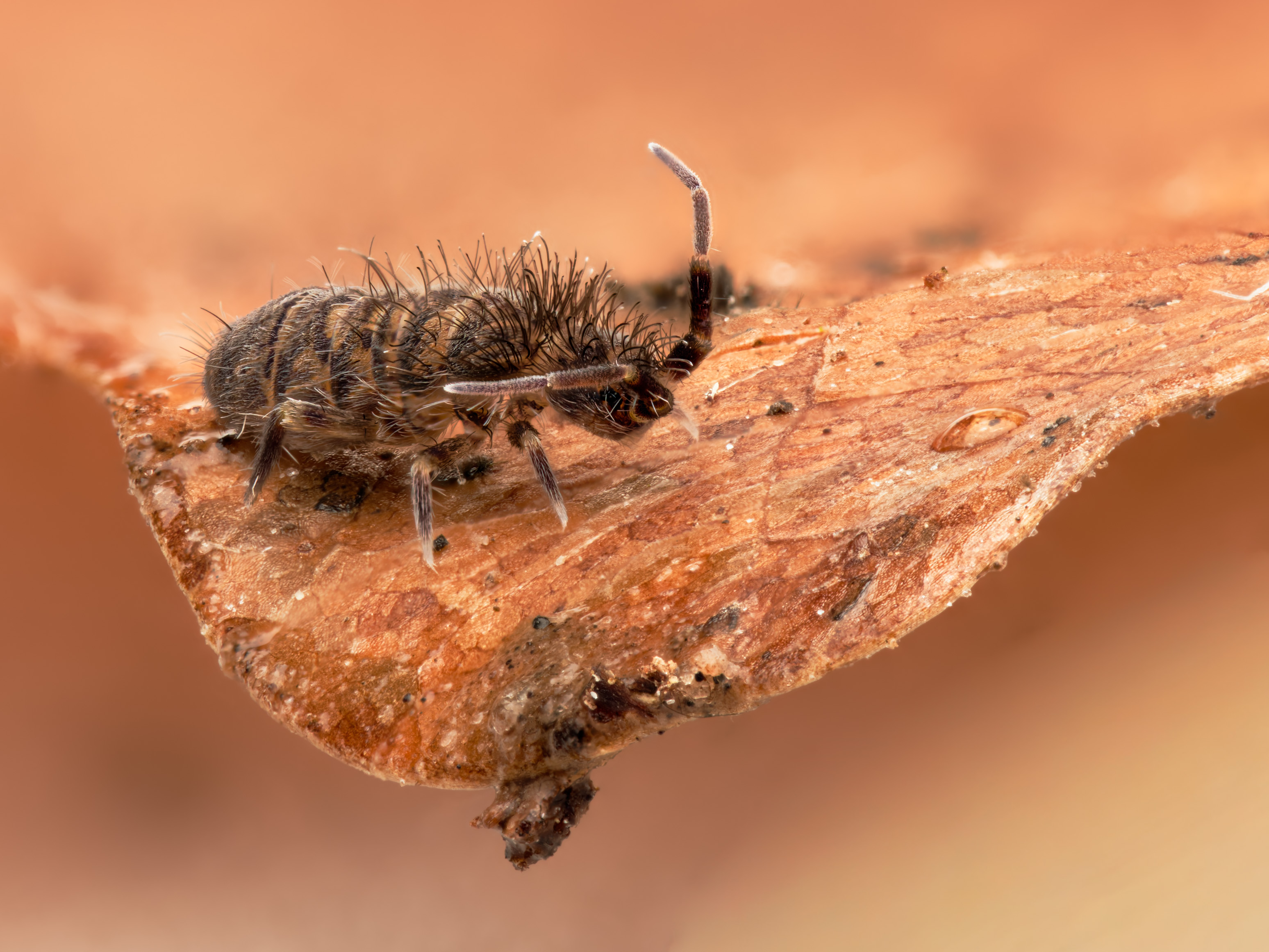 Zottliger Springschwanz (orchesella villosa)