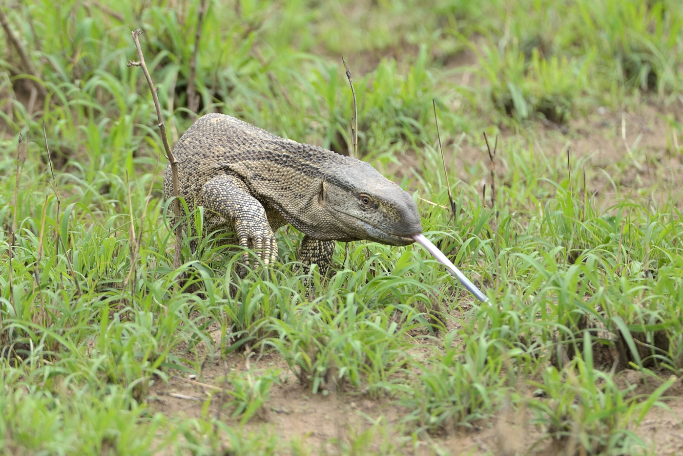 Weißkehlwaran