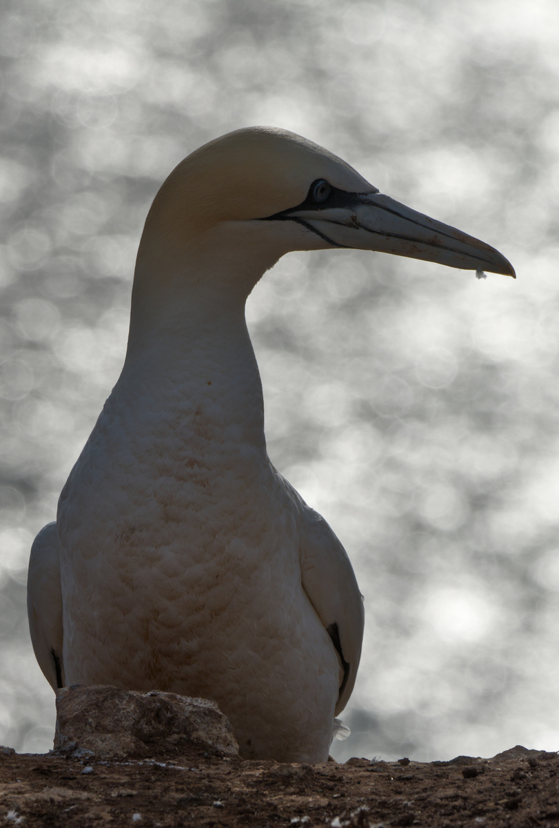 Basstölpel gegen das Licht