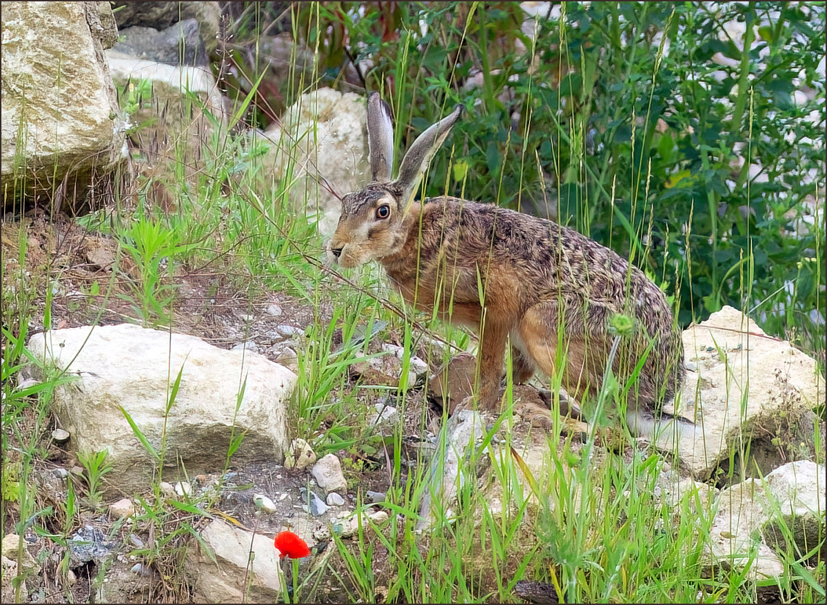 *Feldhase*