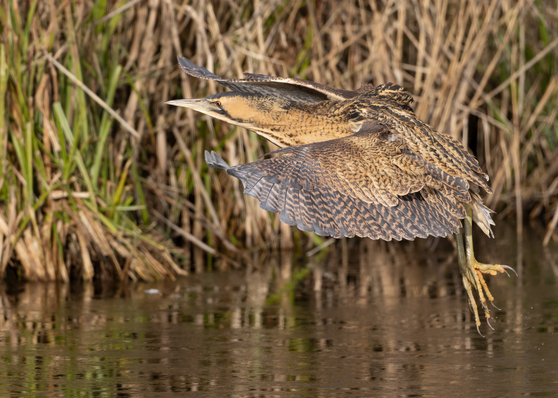 Landeanflug der Dommel