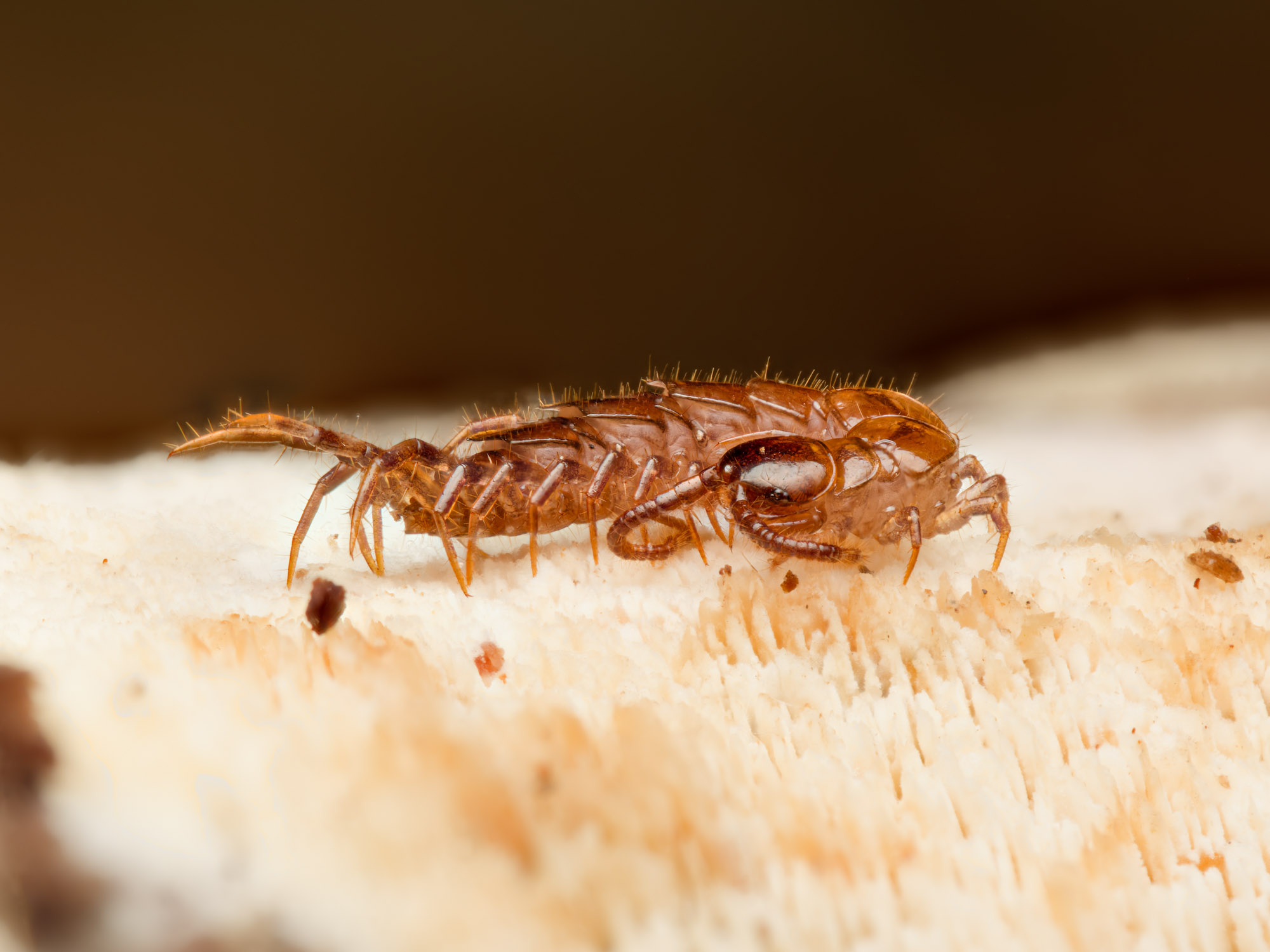 Ein überraschend schneller und effektiver Jäger