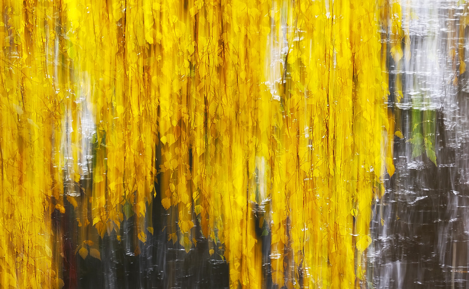 Herbsthängebirke am Fluß