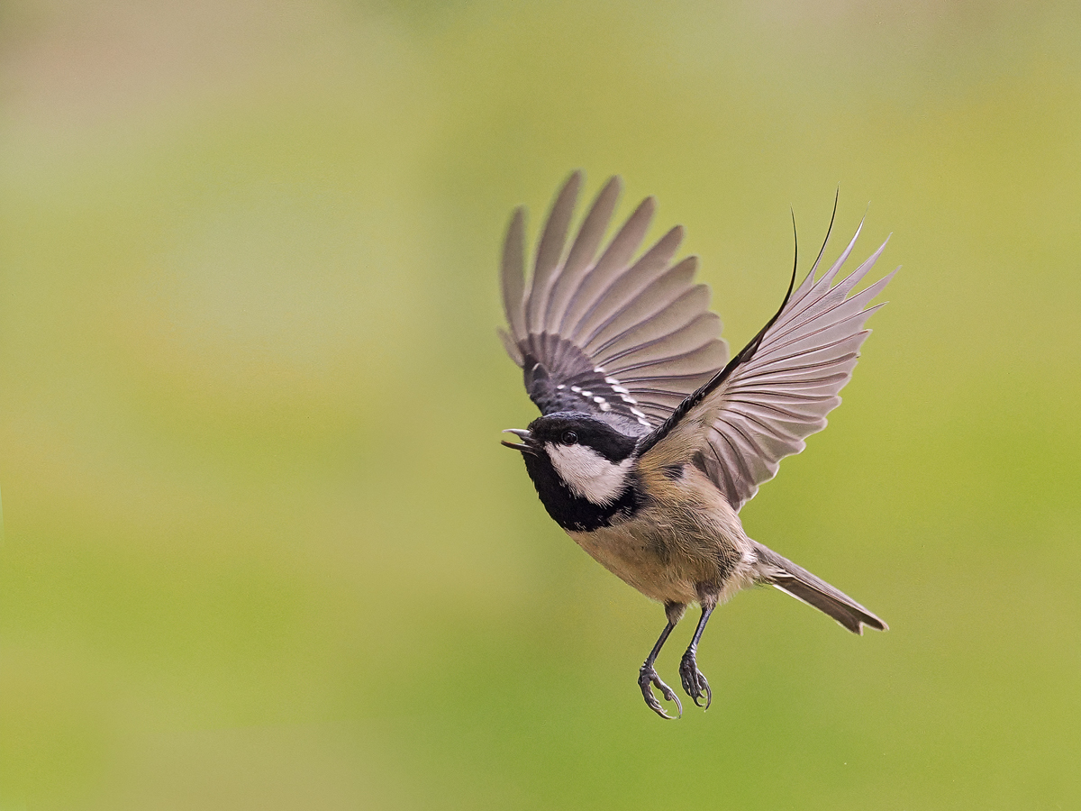 Tannenmeise im Abflug