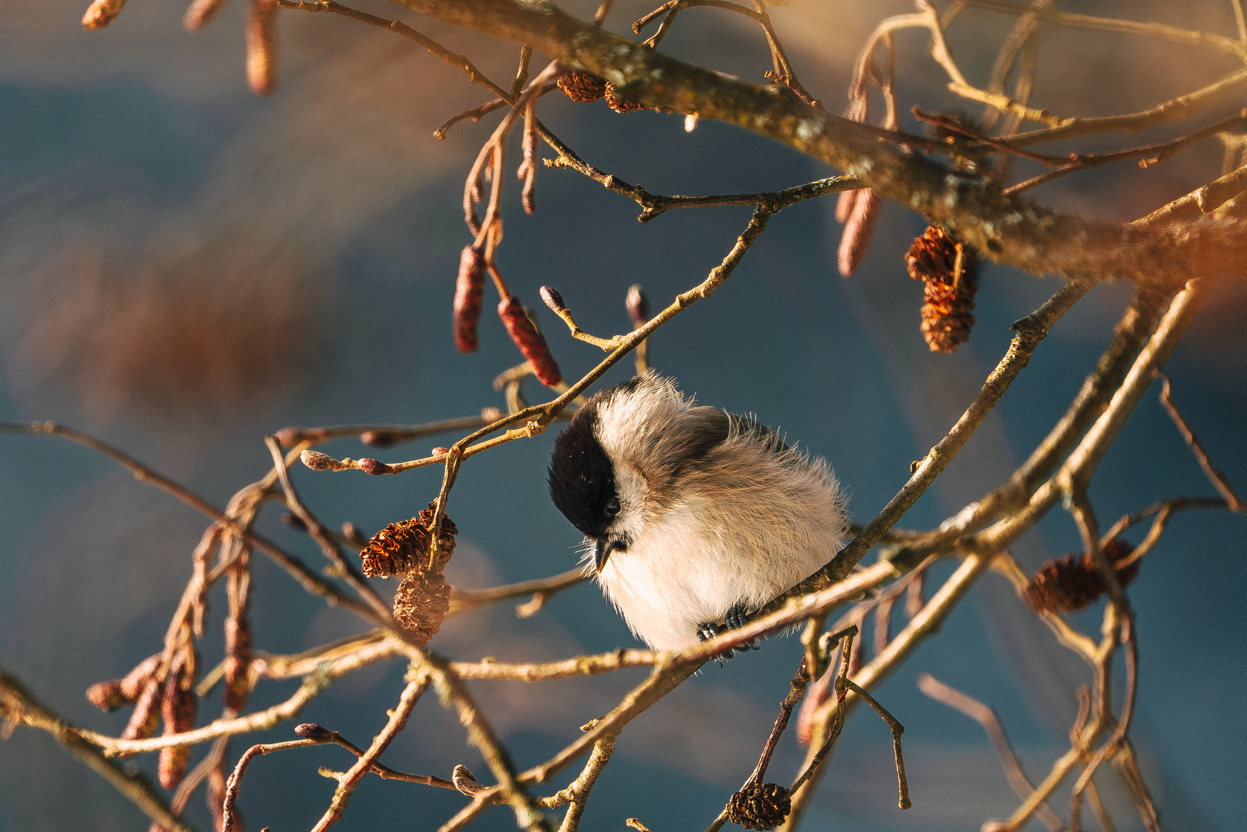 Weidenmeise im Winterlicht