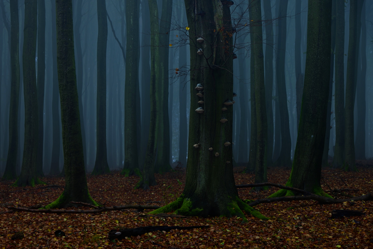 Nebel in der Stubbenkammer