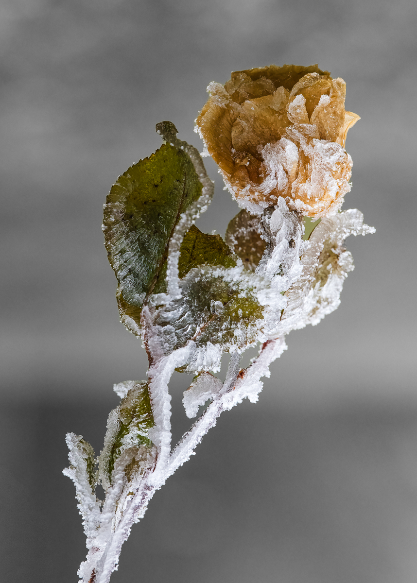 Rose im Eismantel