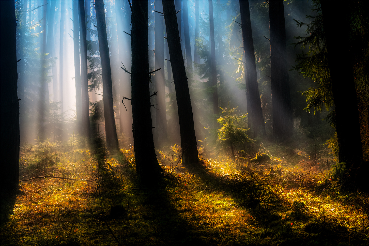 Sonnenlicht ...