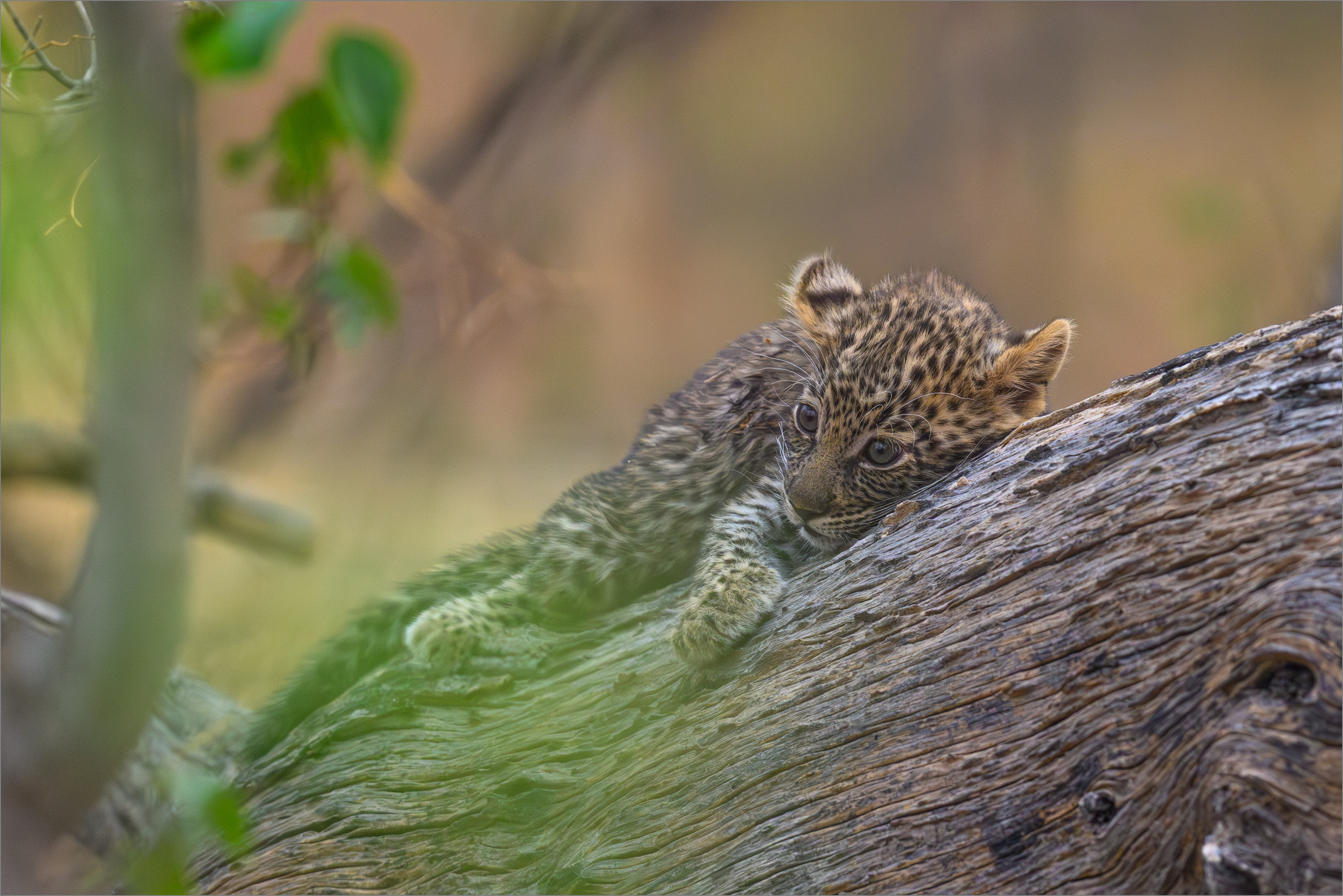 Leopardenbaby