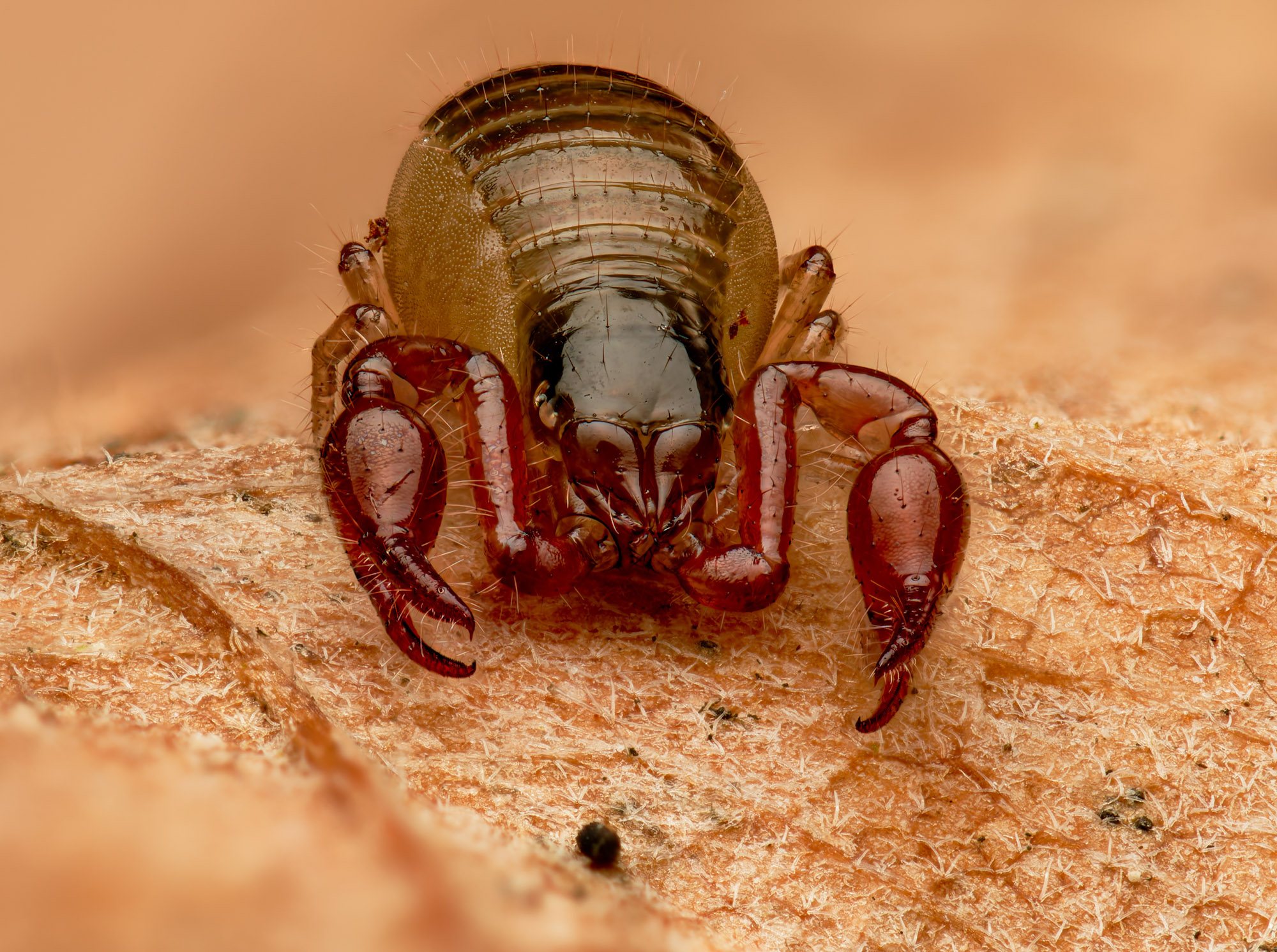 Schwierig zu fotografieren, schwierig zu bestimmen