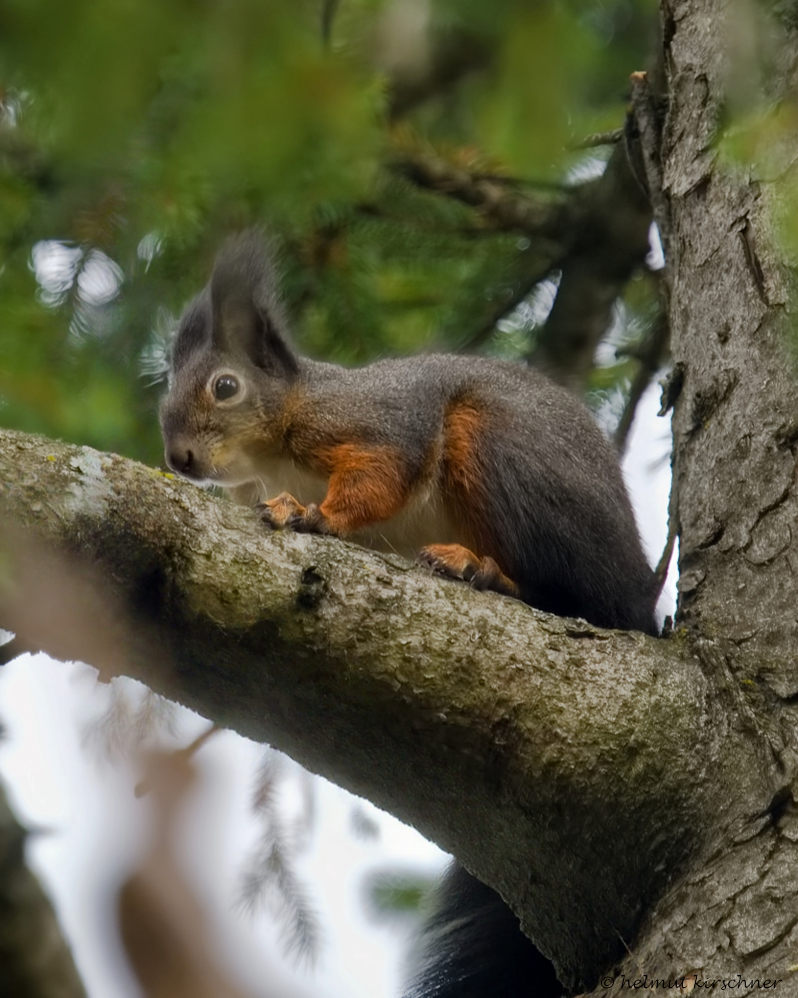 Eichhörnchen mit Winterweste