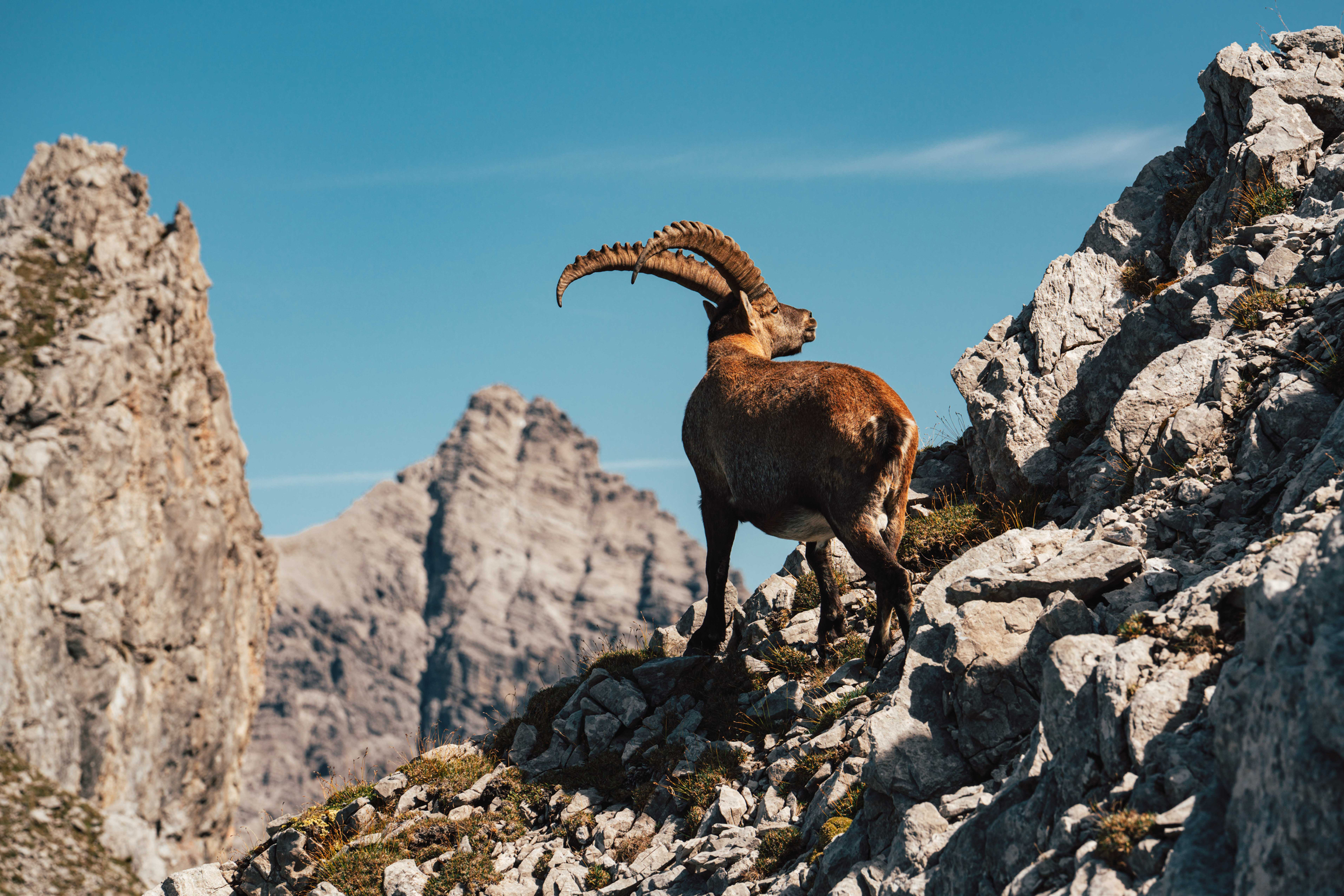 König der Allgäuer Hochalpen