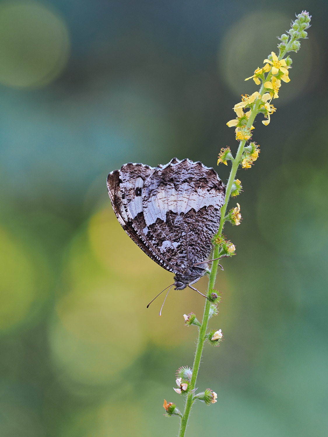 Brintesia circe