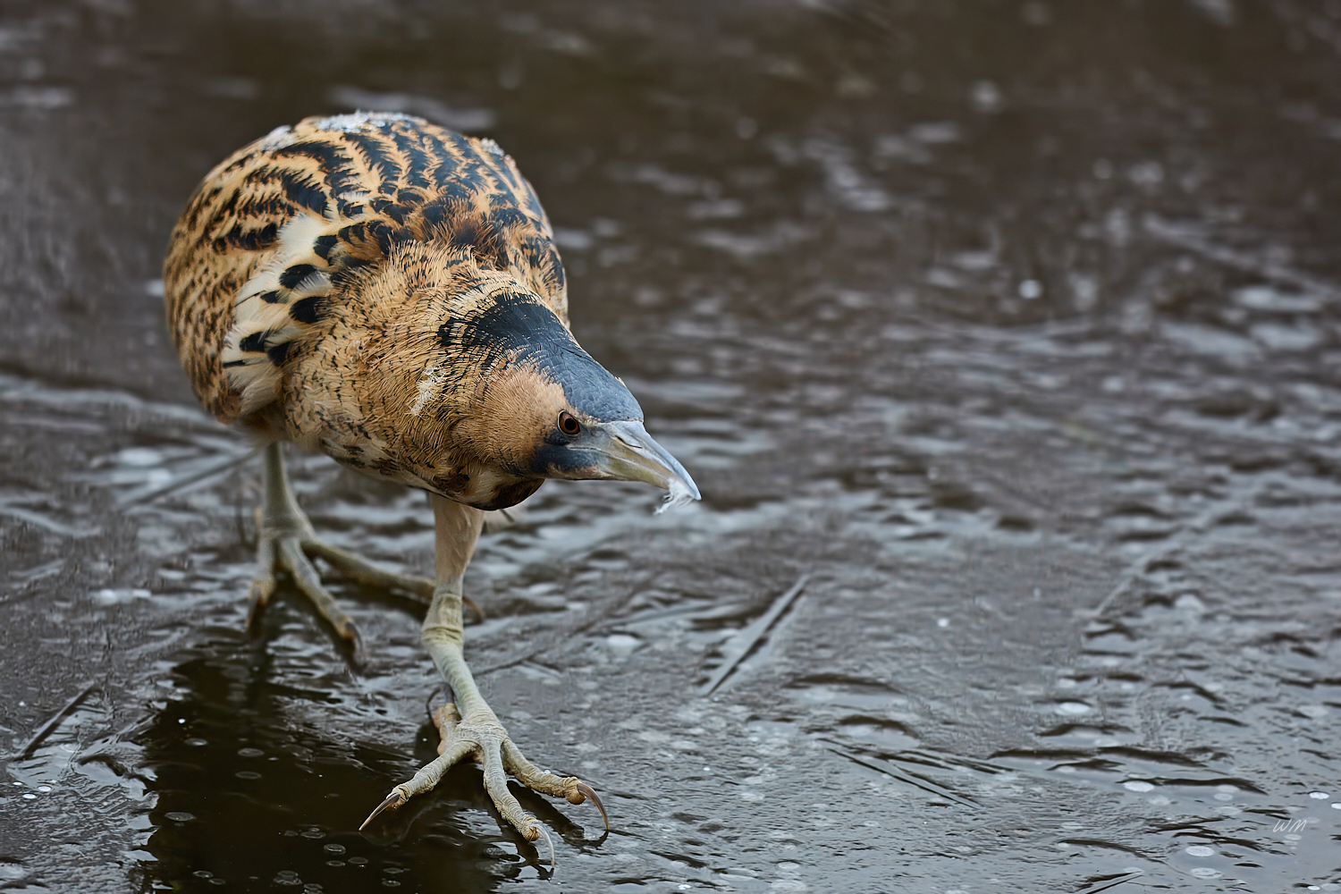 Dommel aus Eis