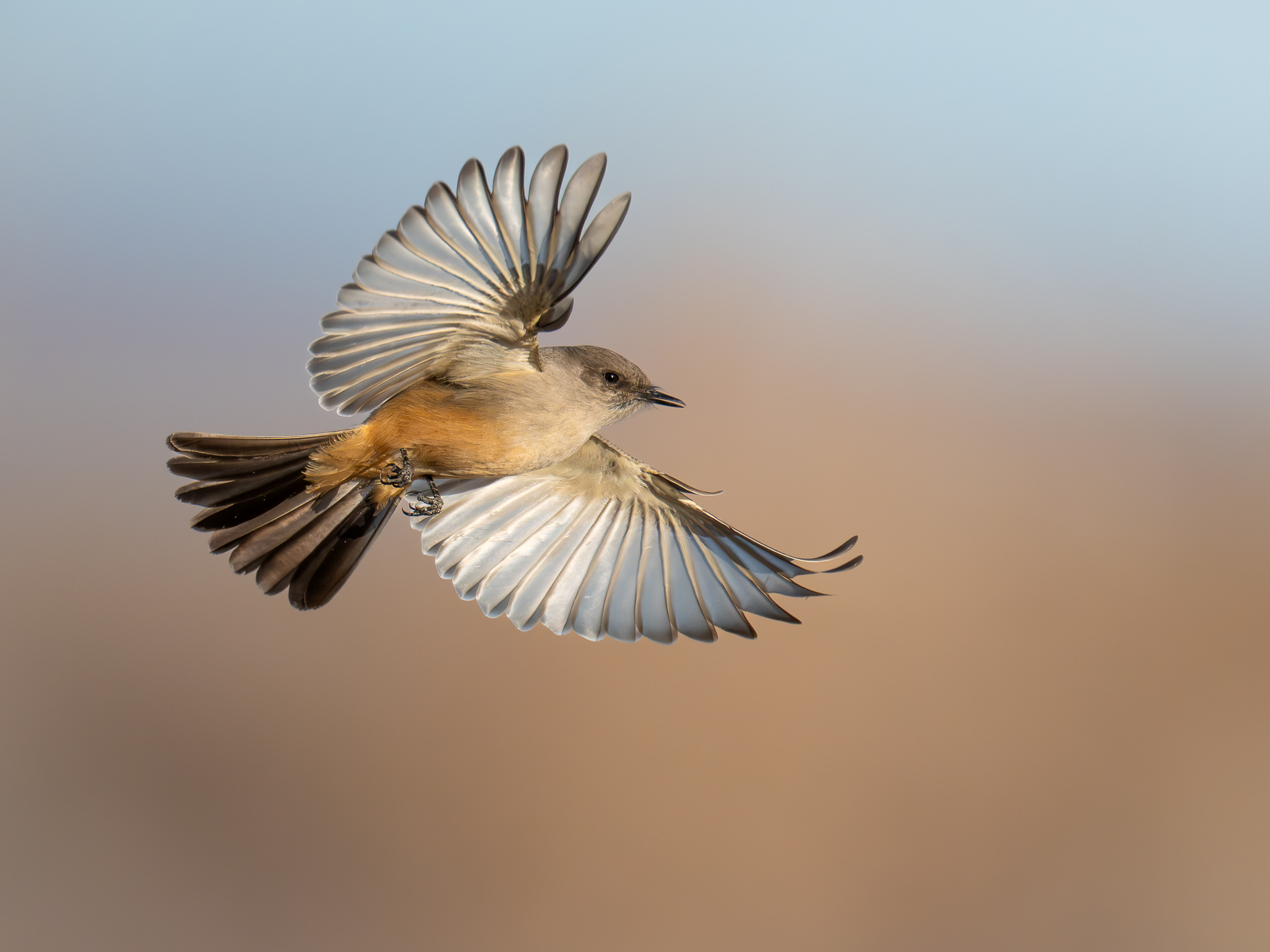 Zimtbauch Phoebetyrann im Flug