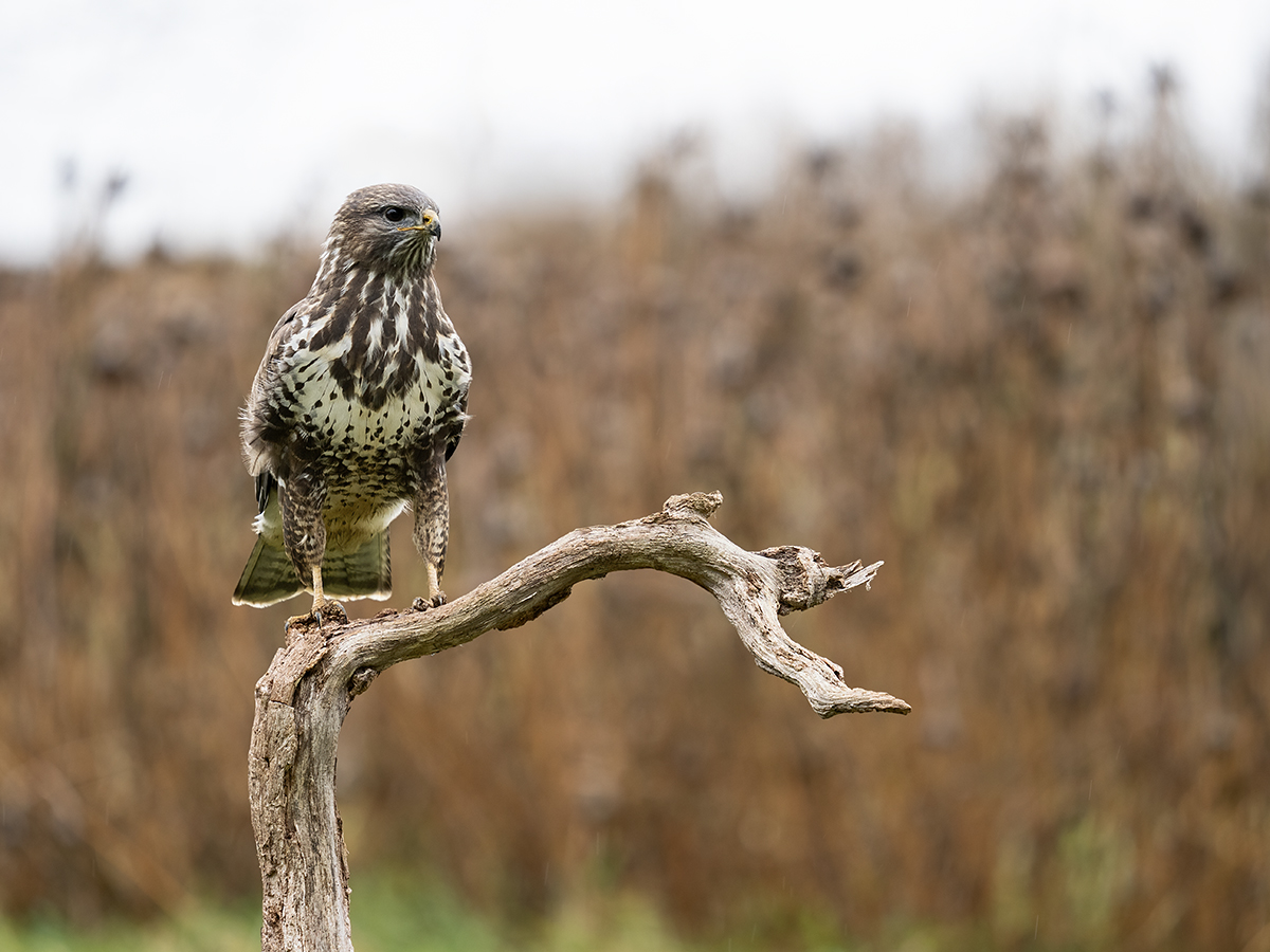 Mäusebussard