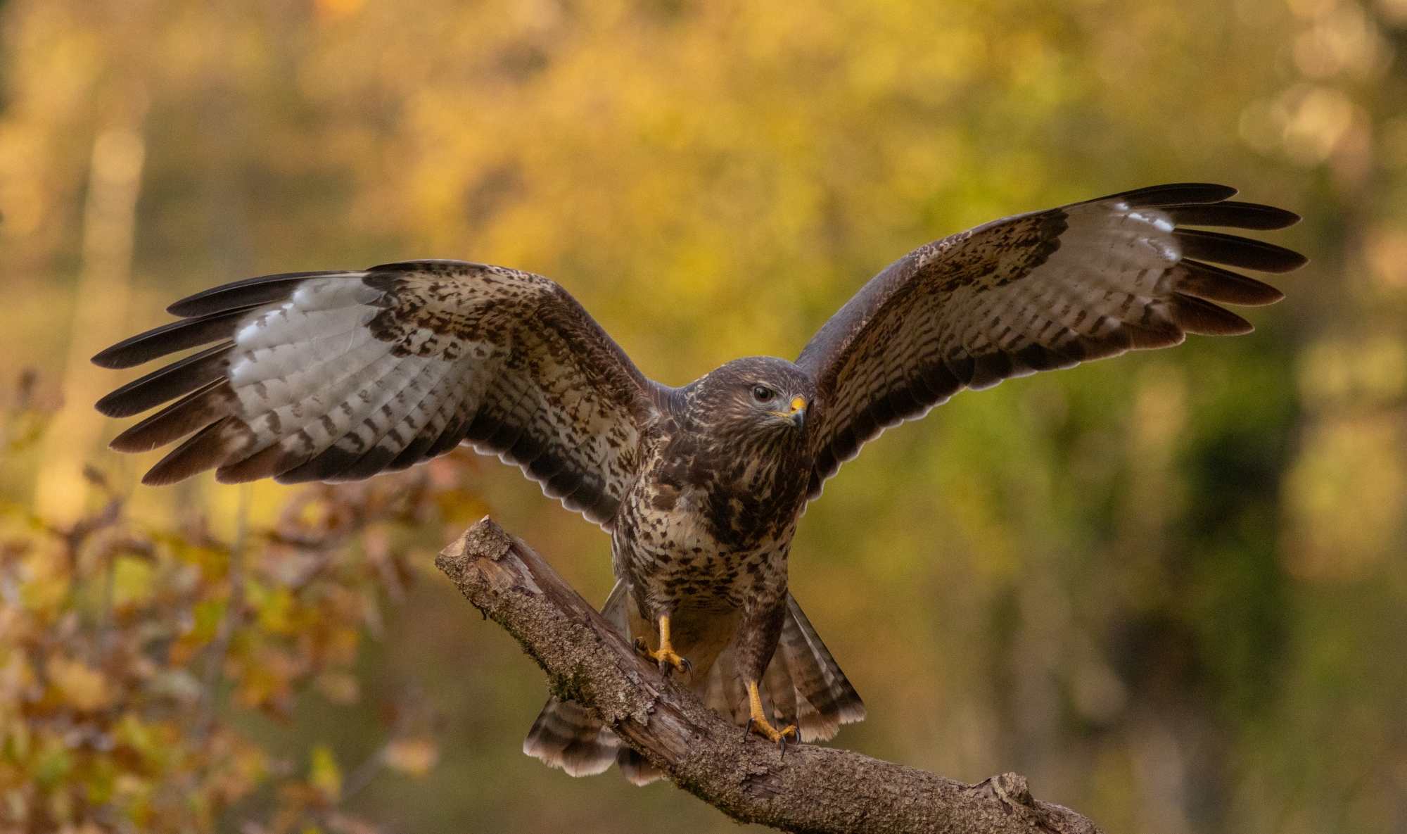 Mäusebussard Anflug
