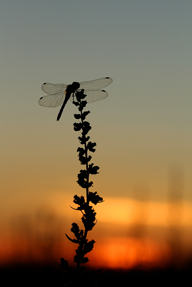 Blutrote Heidelibelle und blutroter Himmel