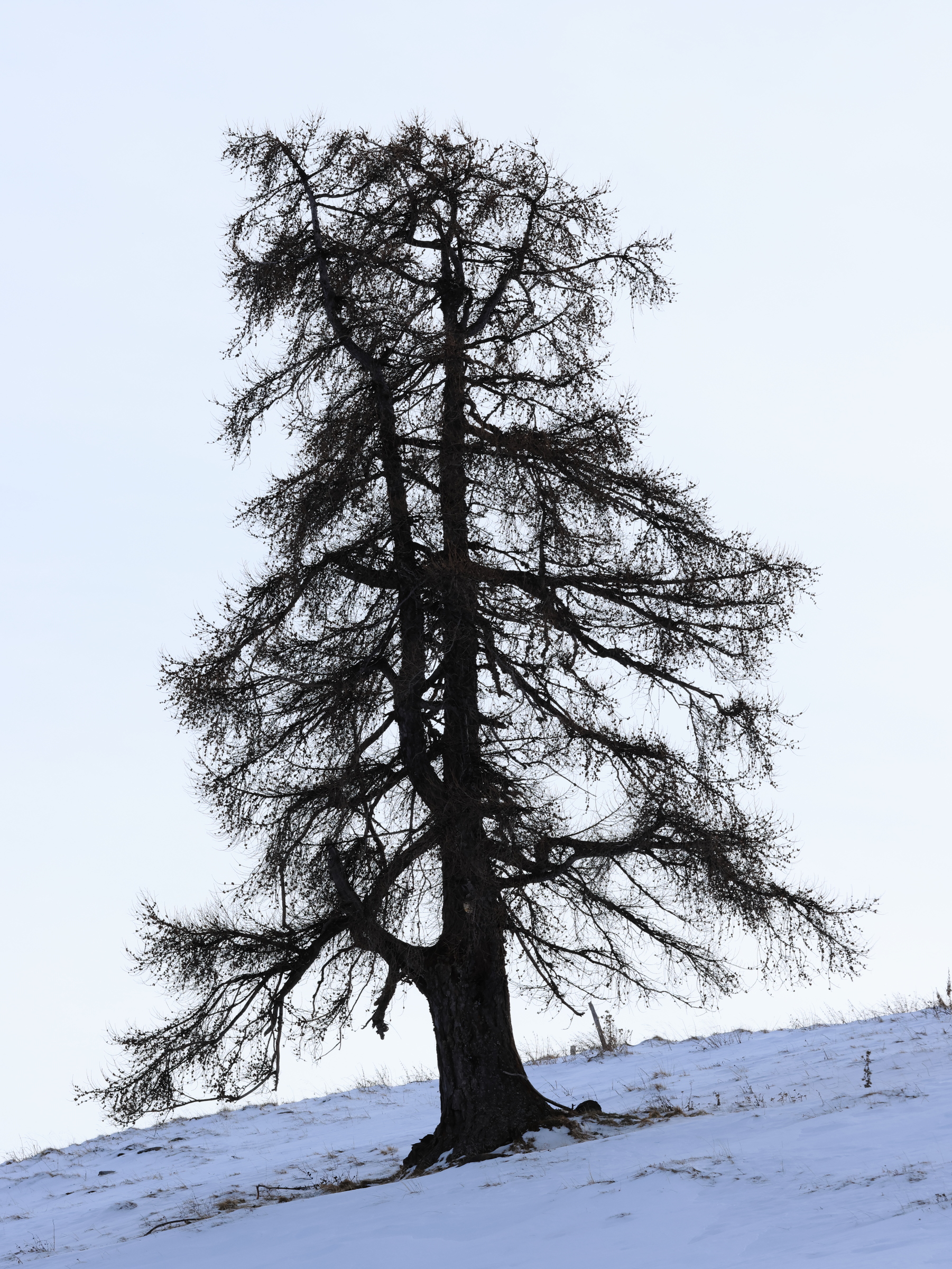 Überlebenskünstler