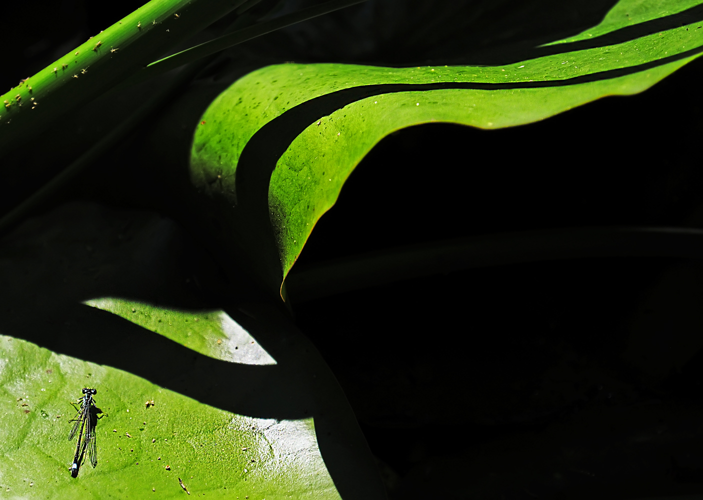 Jungfer im Grünen ?