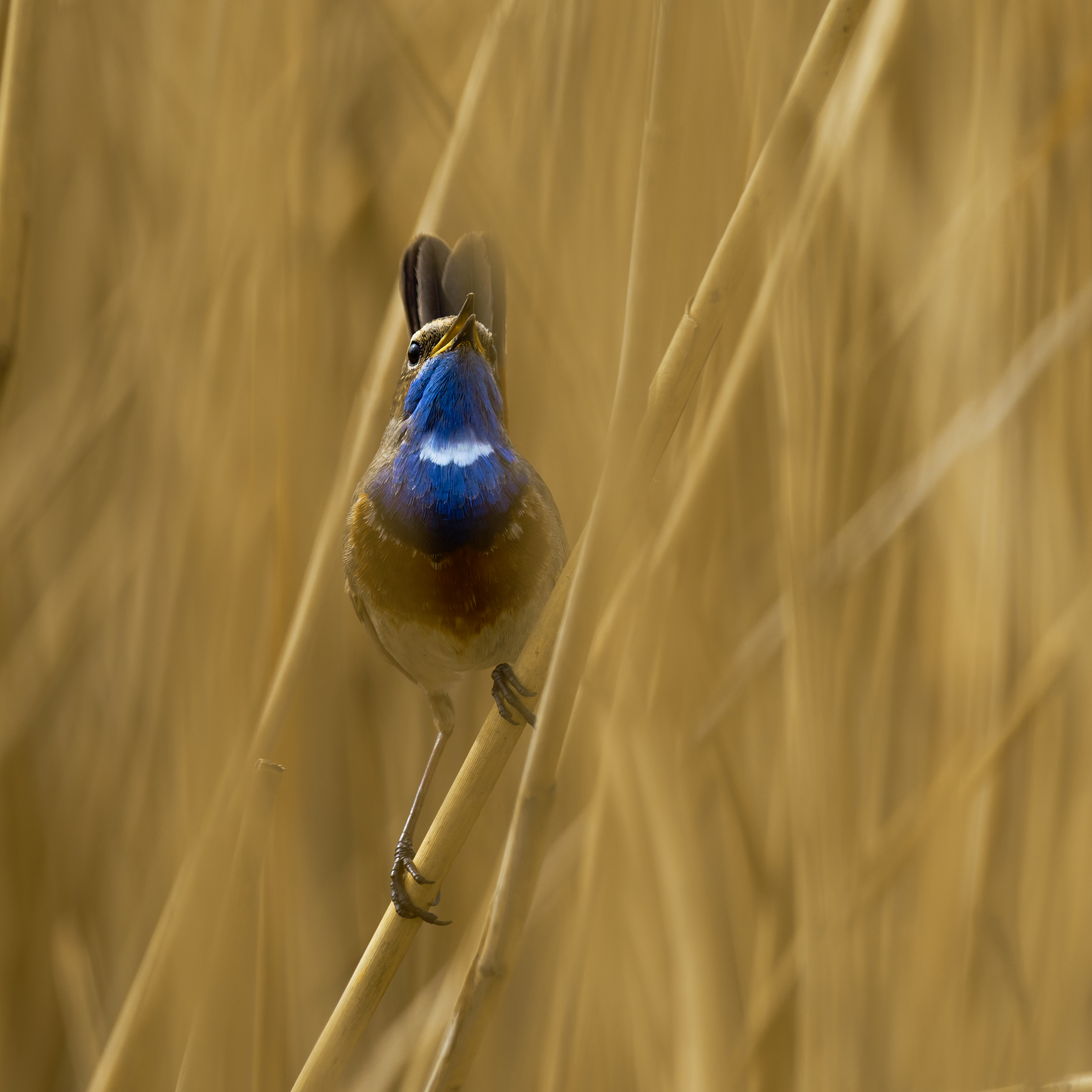 Blaukehlchen
