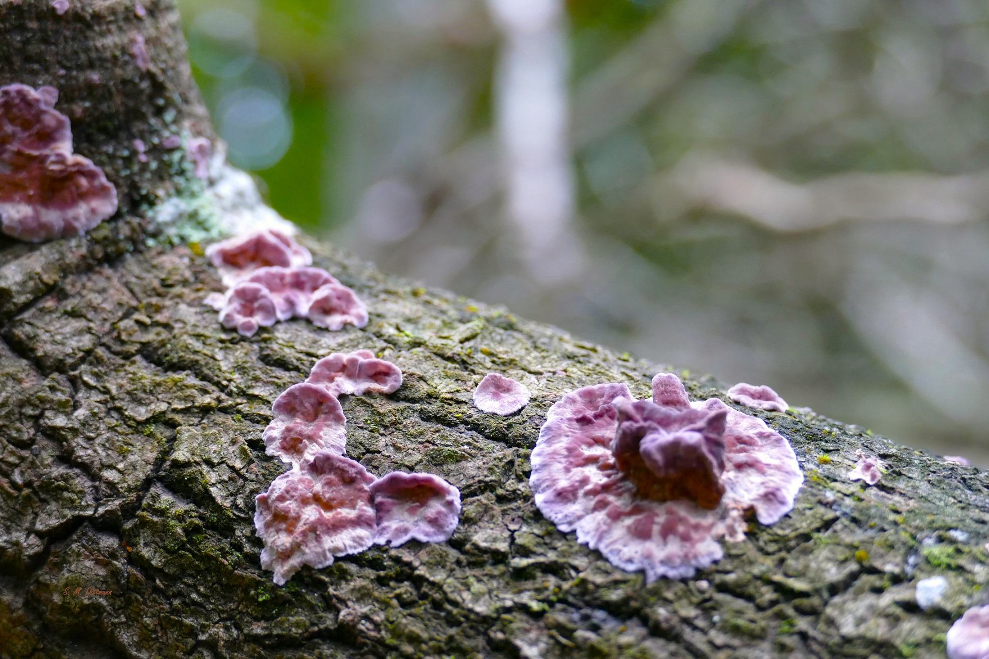 Der Violette Knorpelschichtpilz