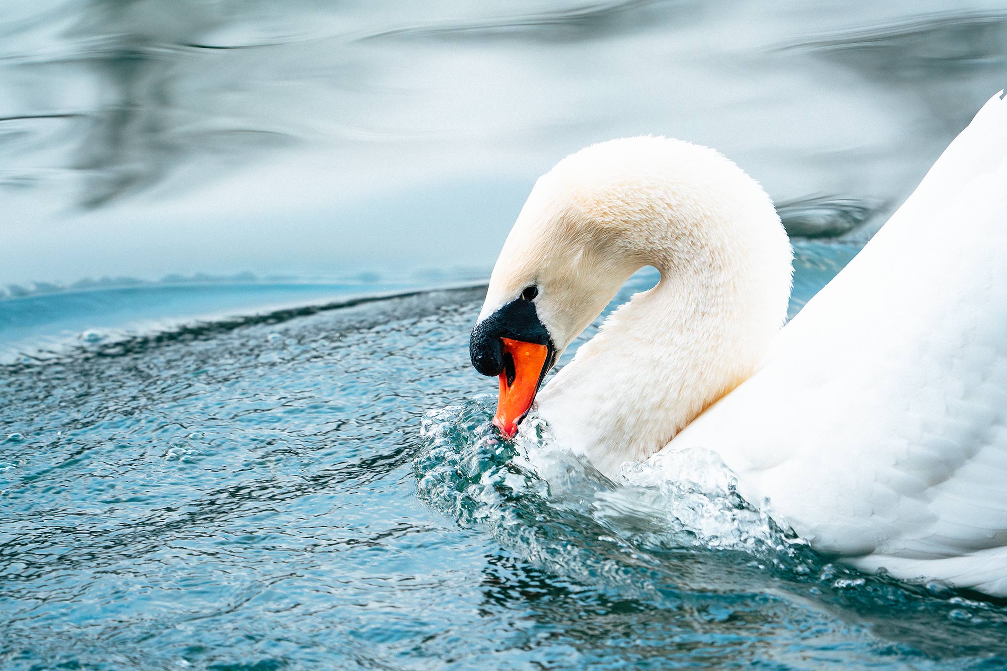 Eleganz - Schwan