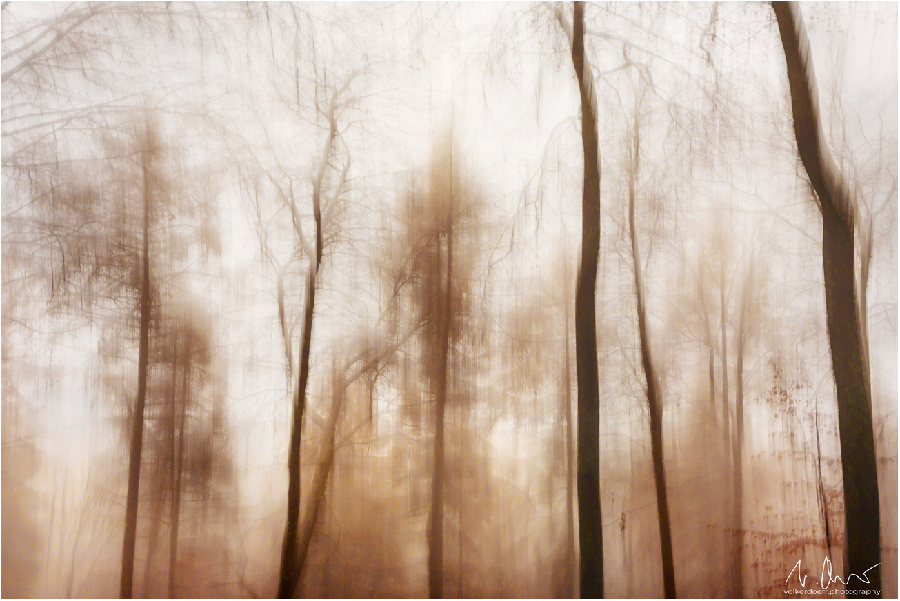 Foggy Trees