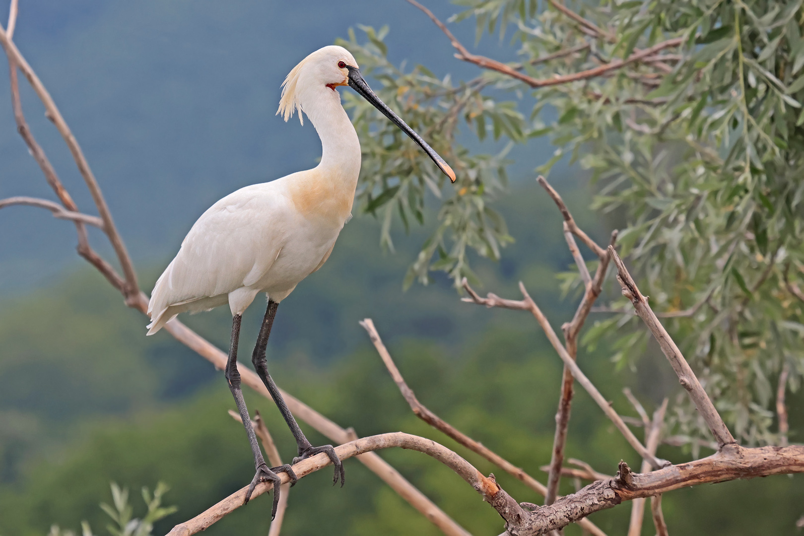 Löffler, ohne viel Action