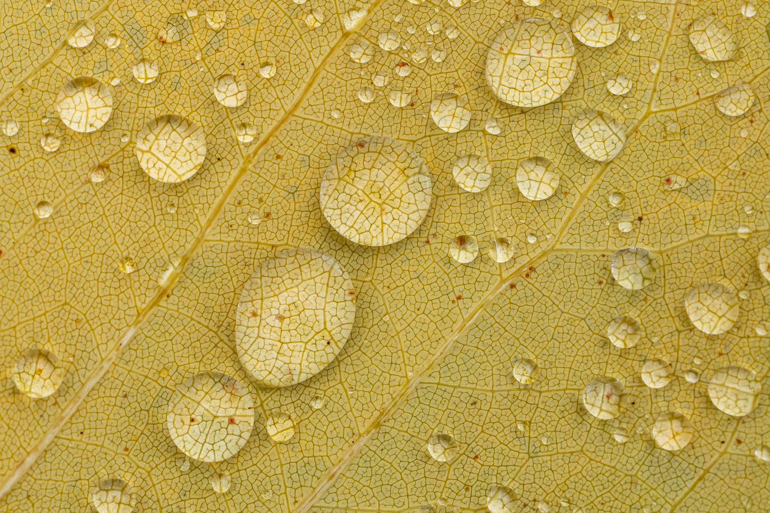 Raindrops