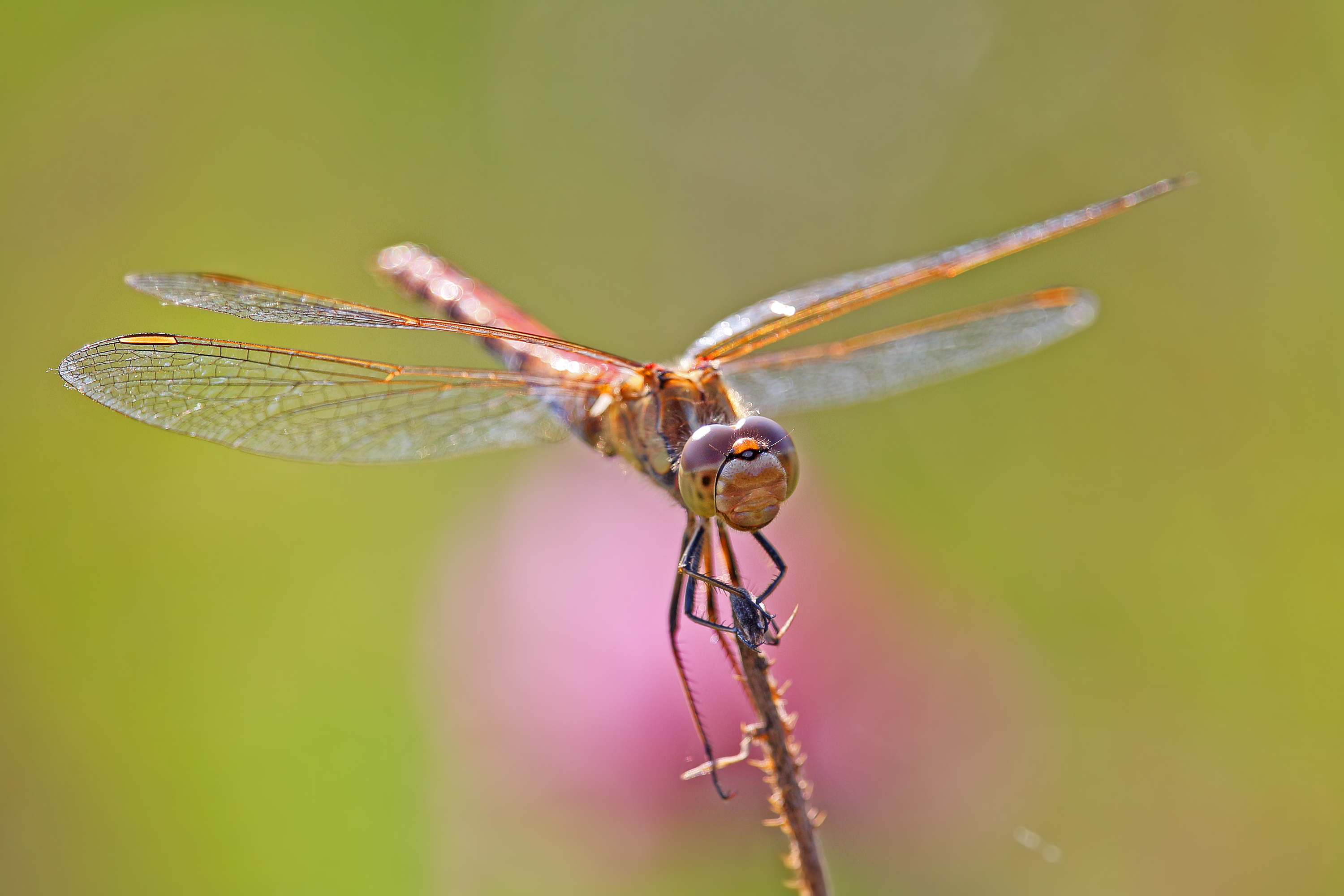 Heidelibelle