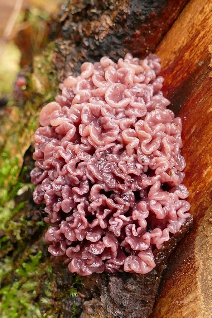 Der Fleischrote Gallertbecher