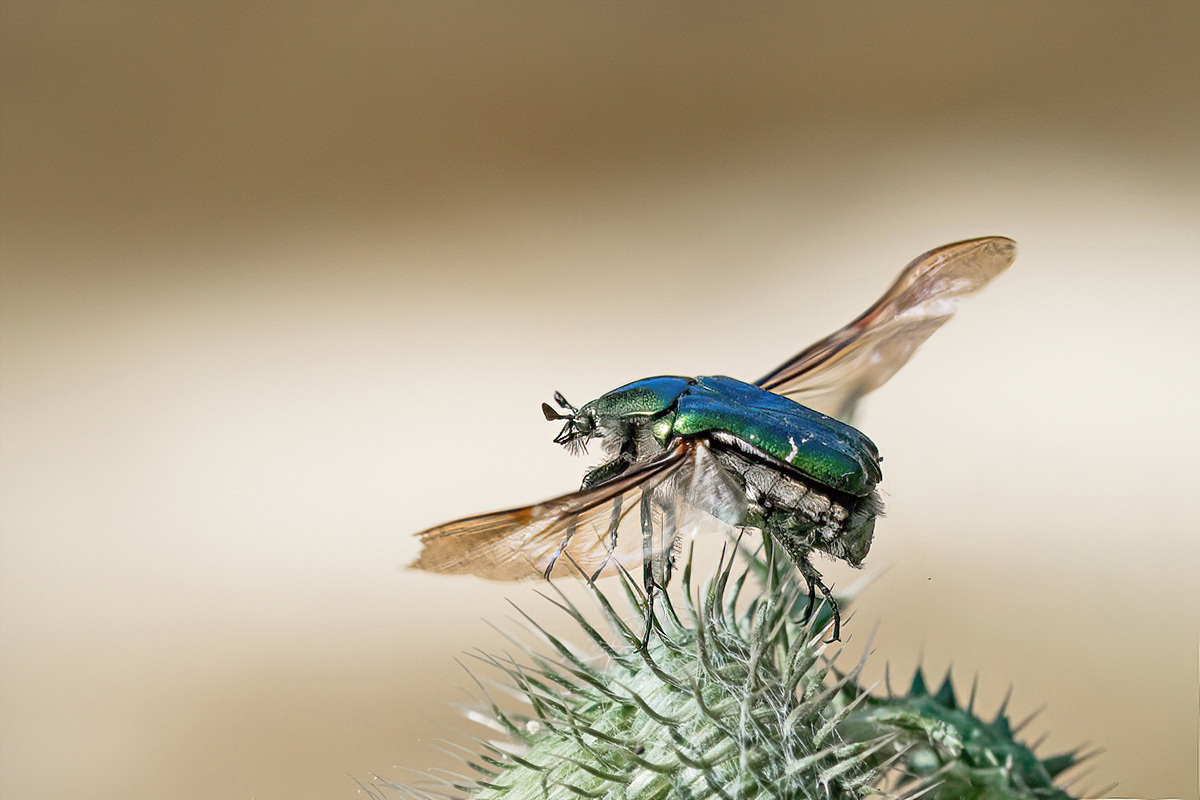 Großraumflieger