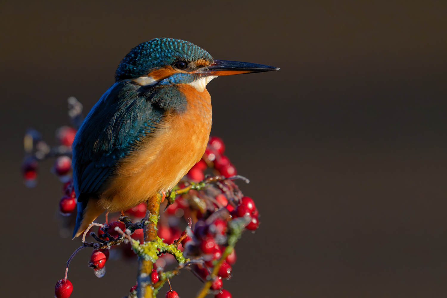 Eisvogel.....