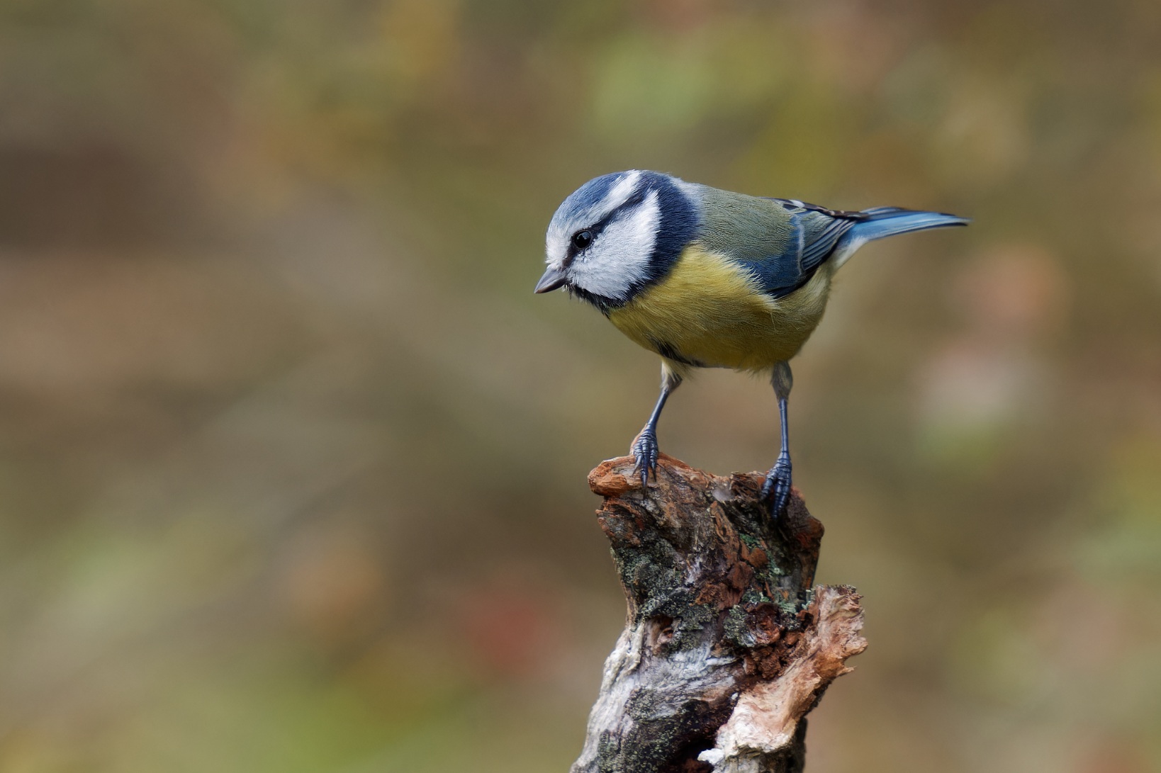 Häufiger Gartenbesucher