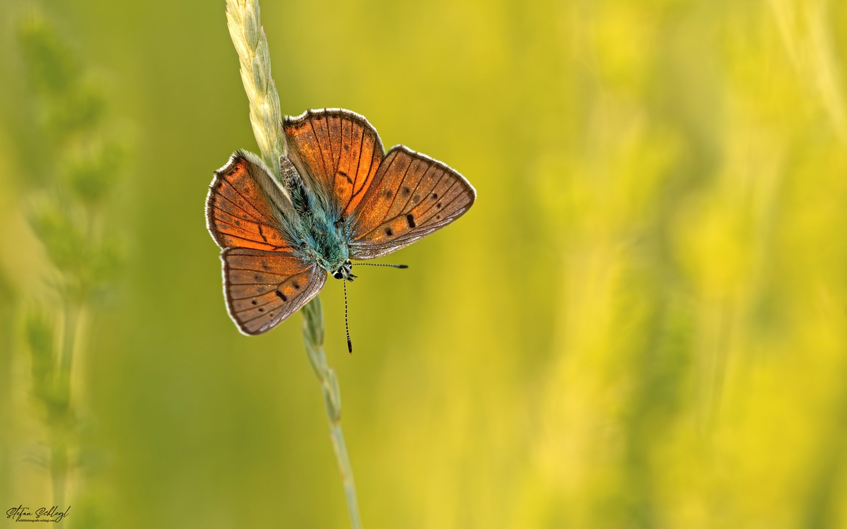 Violetter Feuerfalter