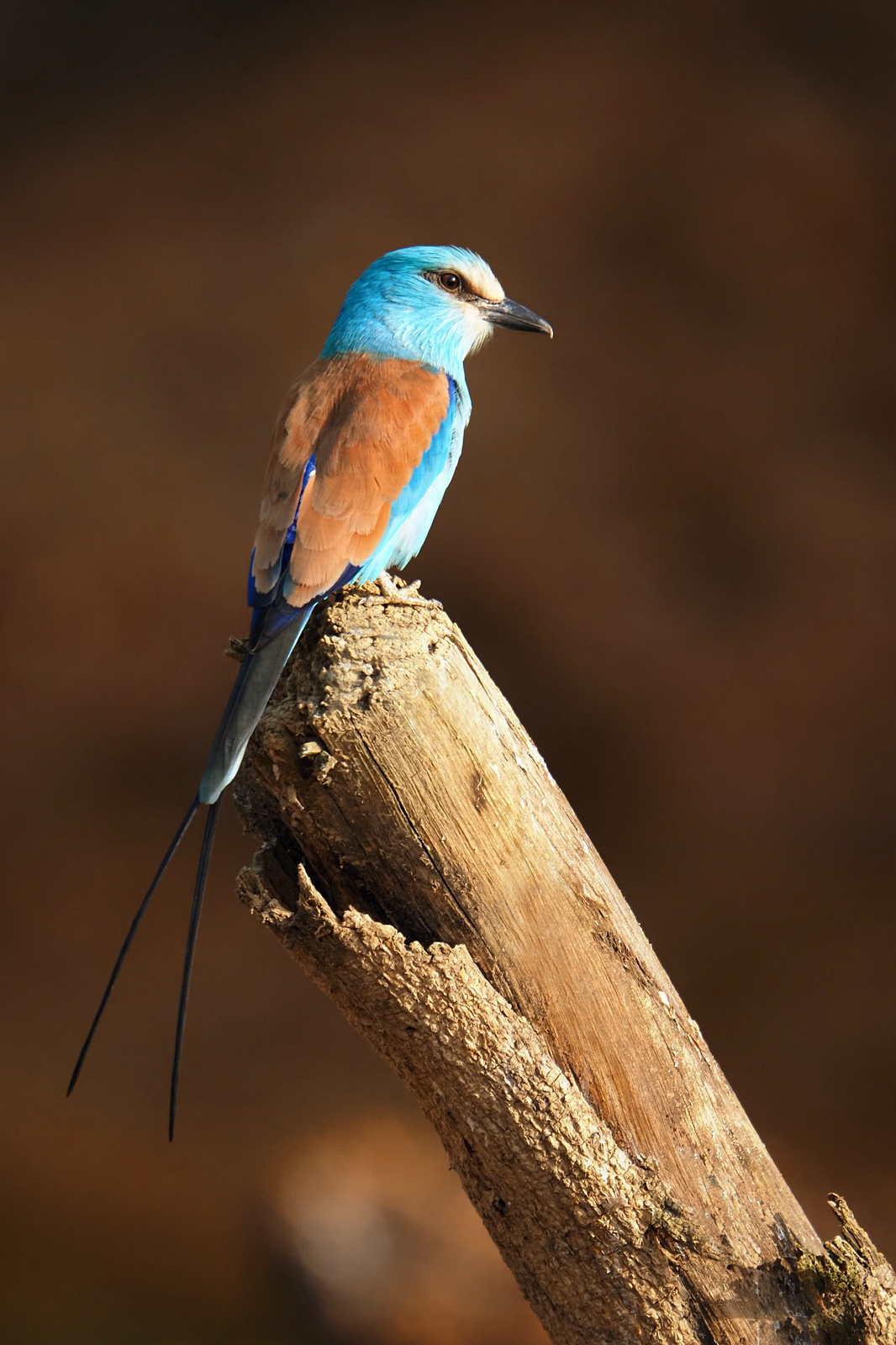 Senegalracke