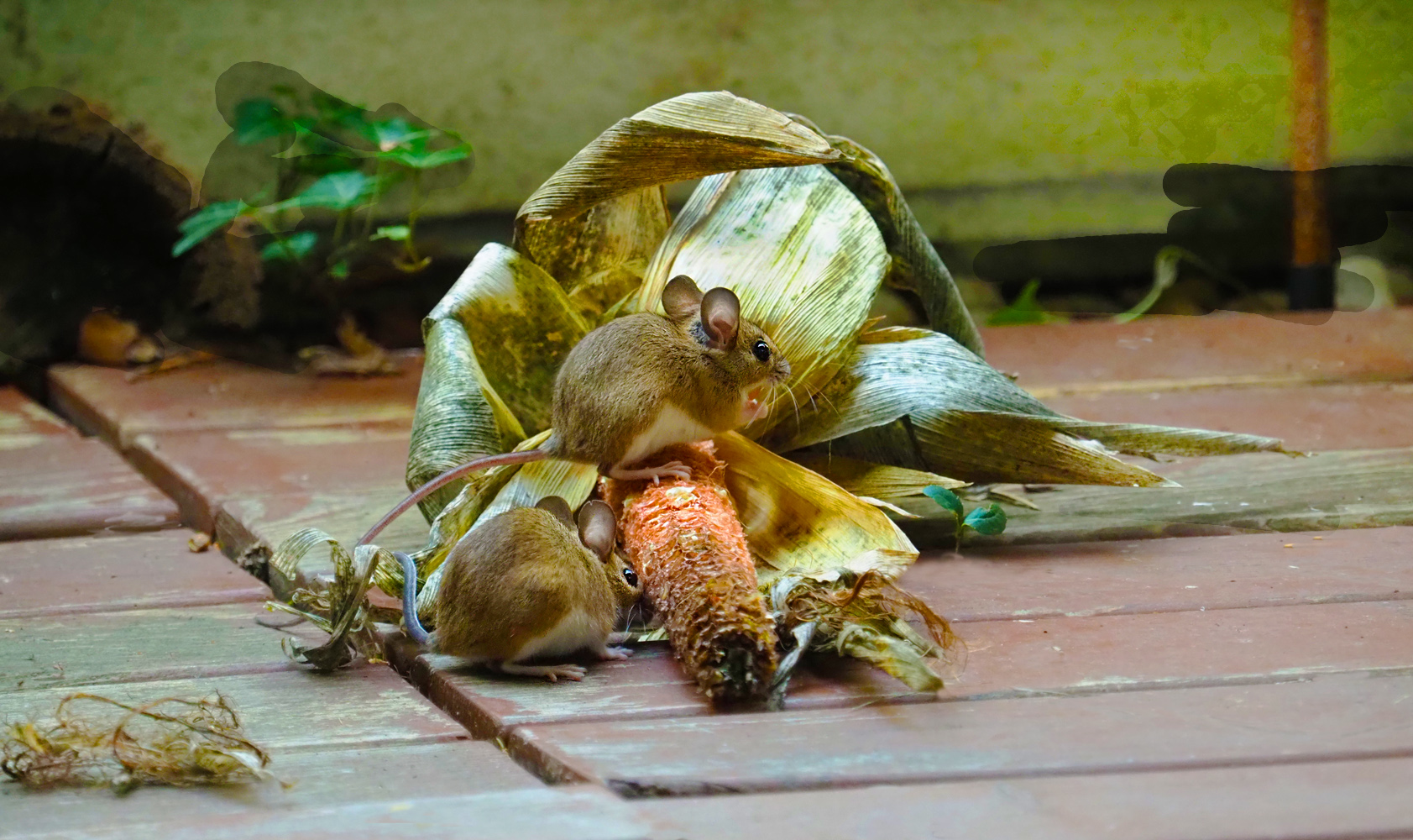 Weihnachtsmenü der Mäuse