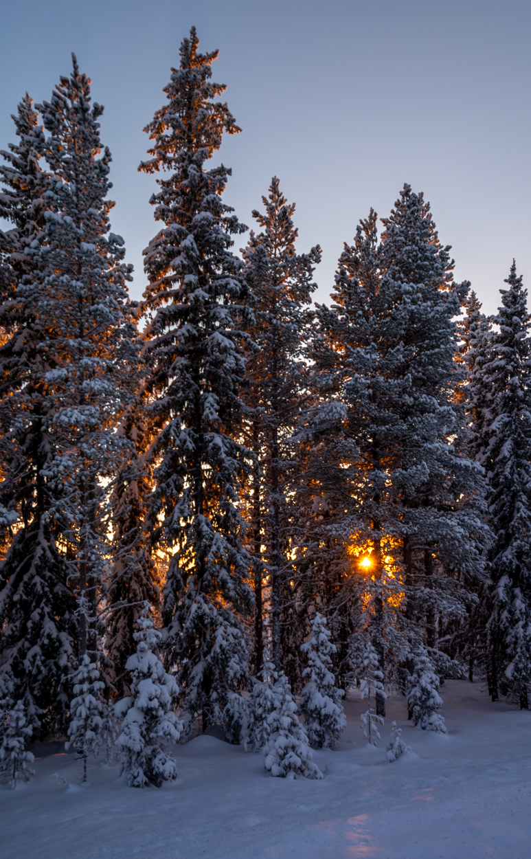 Backlight